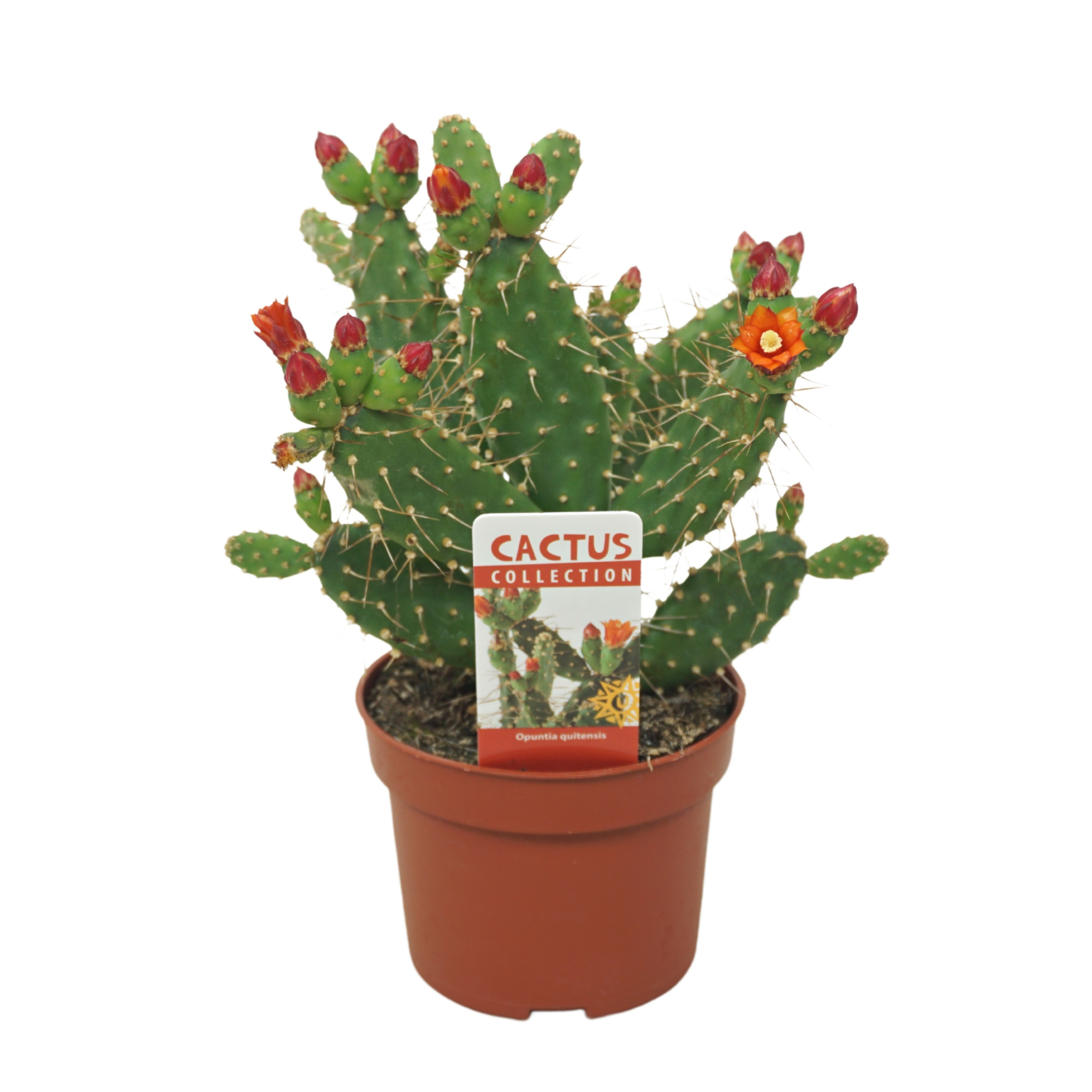 Opuntia quitensis bloeiend 10,5 cm met etiket, D 10,5