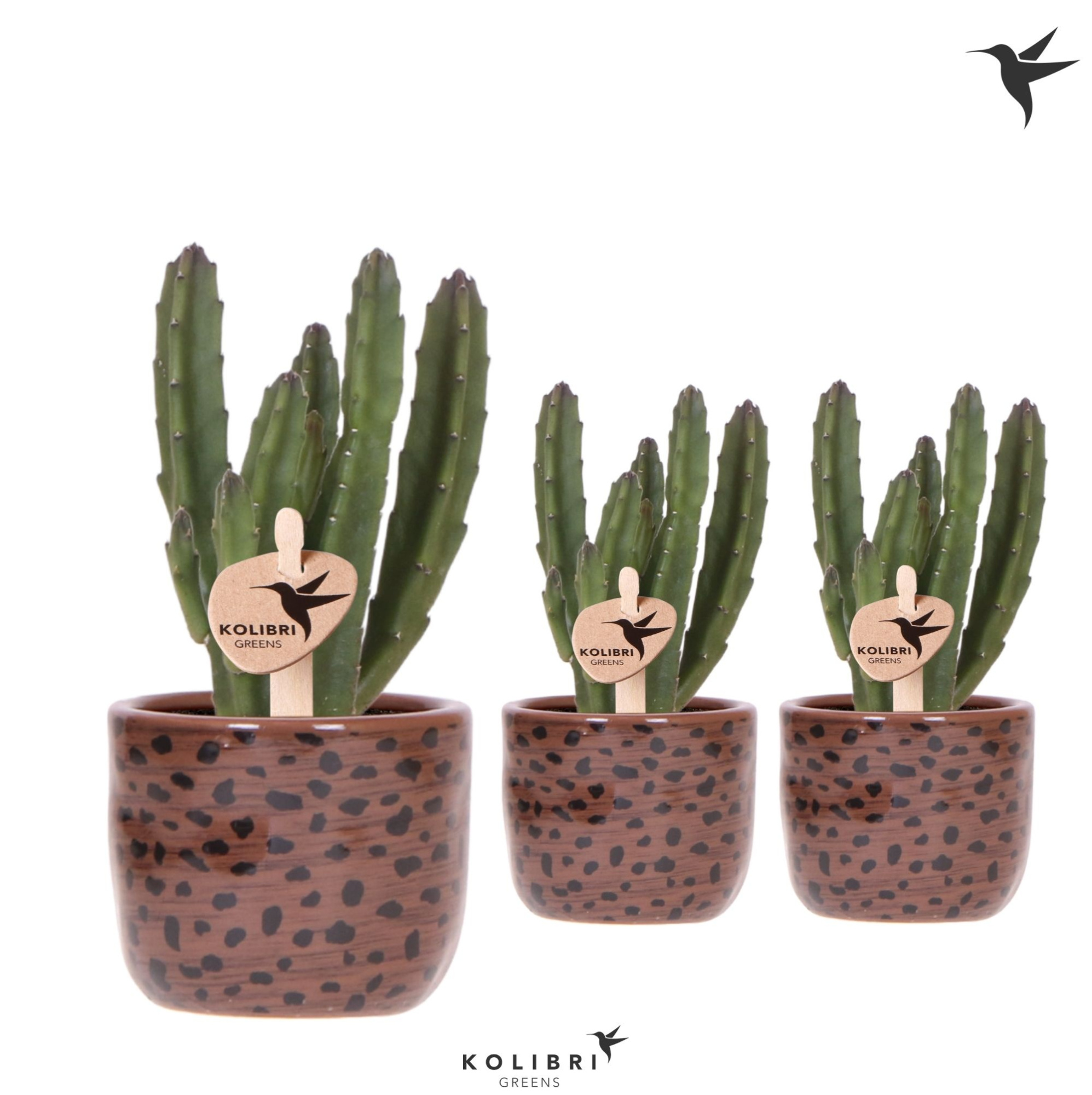 Kolibri Greens Stapelia Leendertziae in Leopard pot, D 6