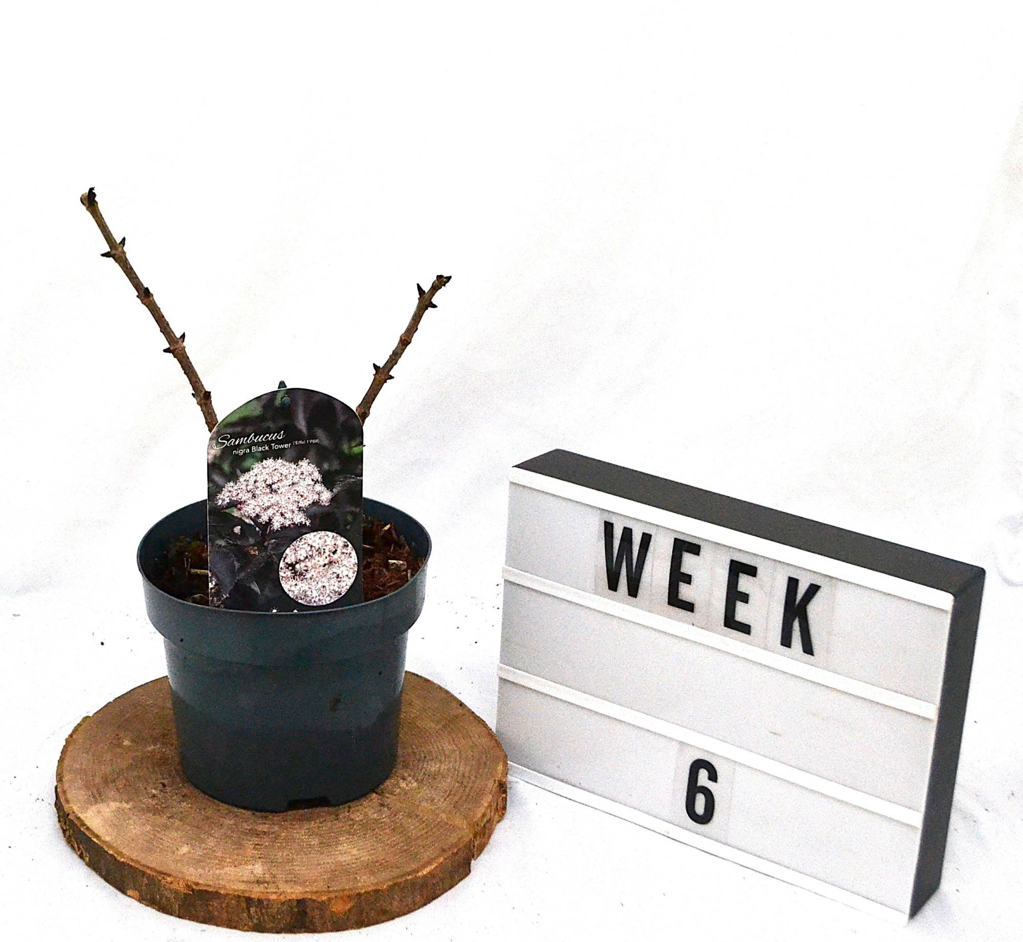 Sambucus nigra Black Tower C3, D 19