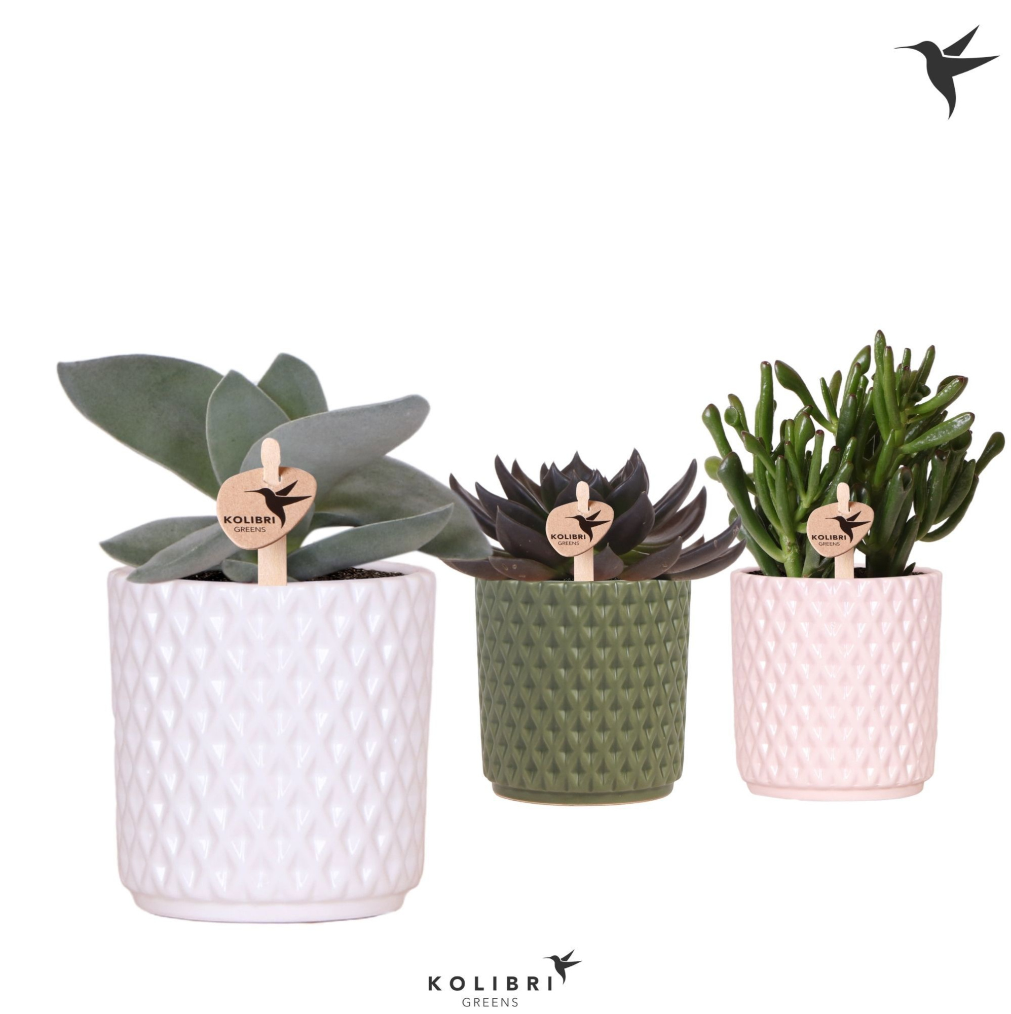 Kolibri Greens Succulenten mix in Diamond pot mix, D 9