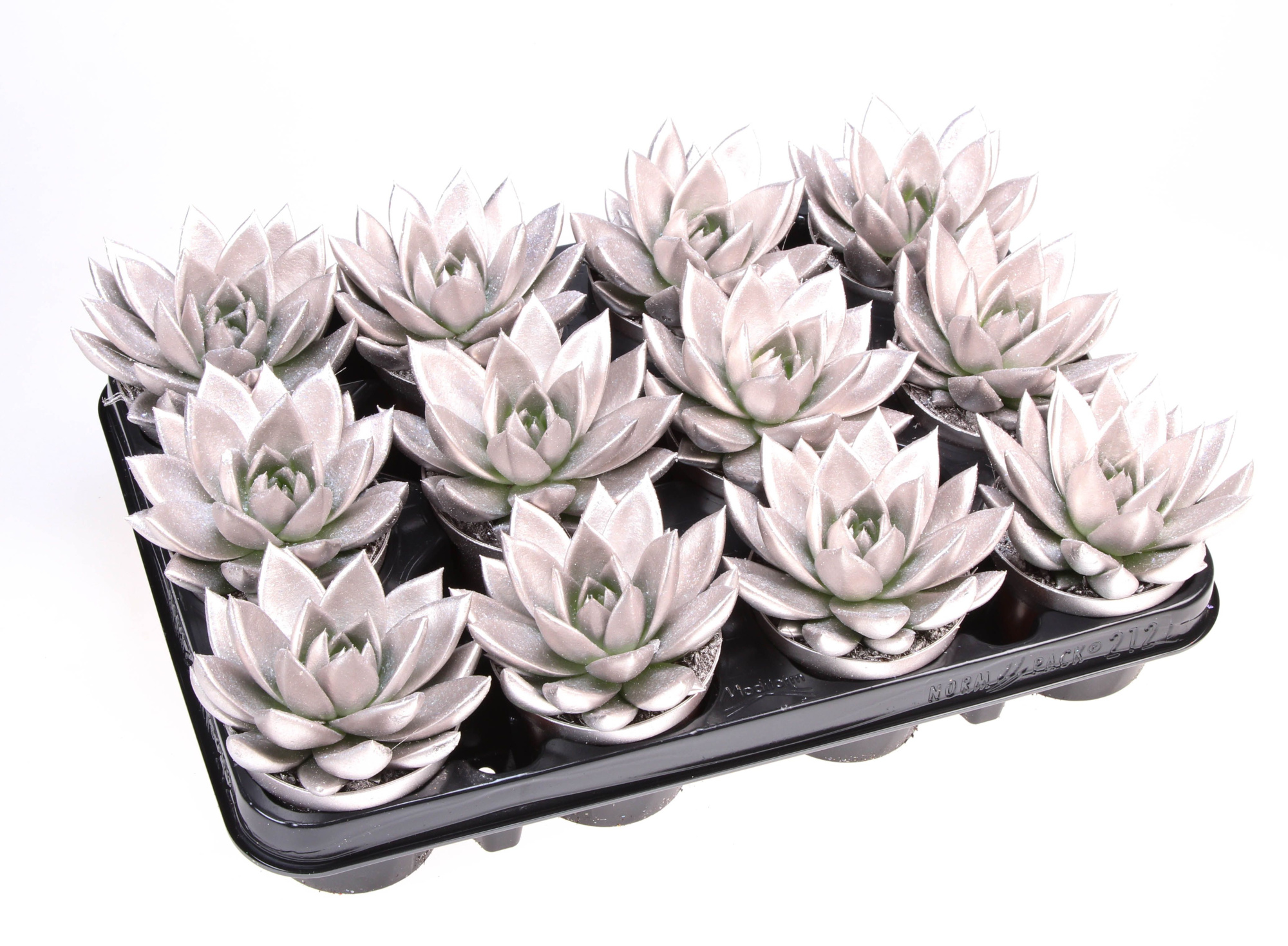 Miranda champagne + bio glitter, D 8,5