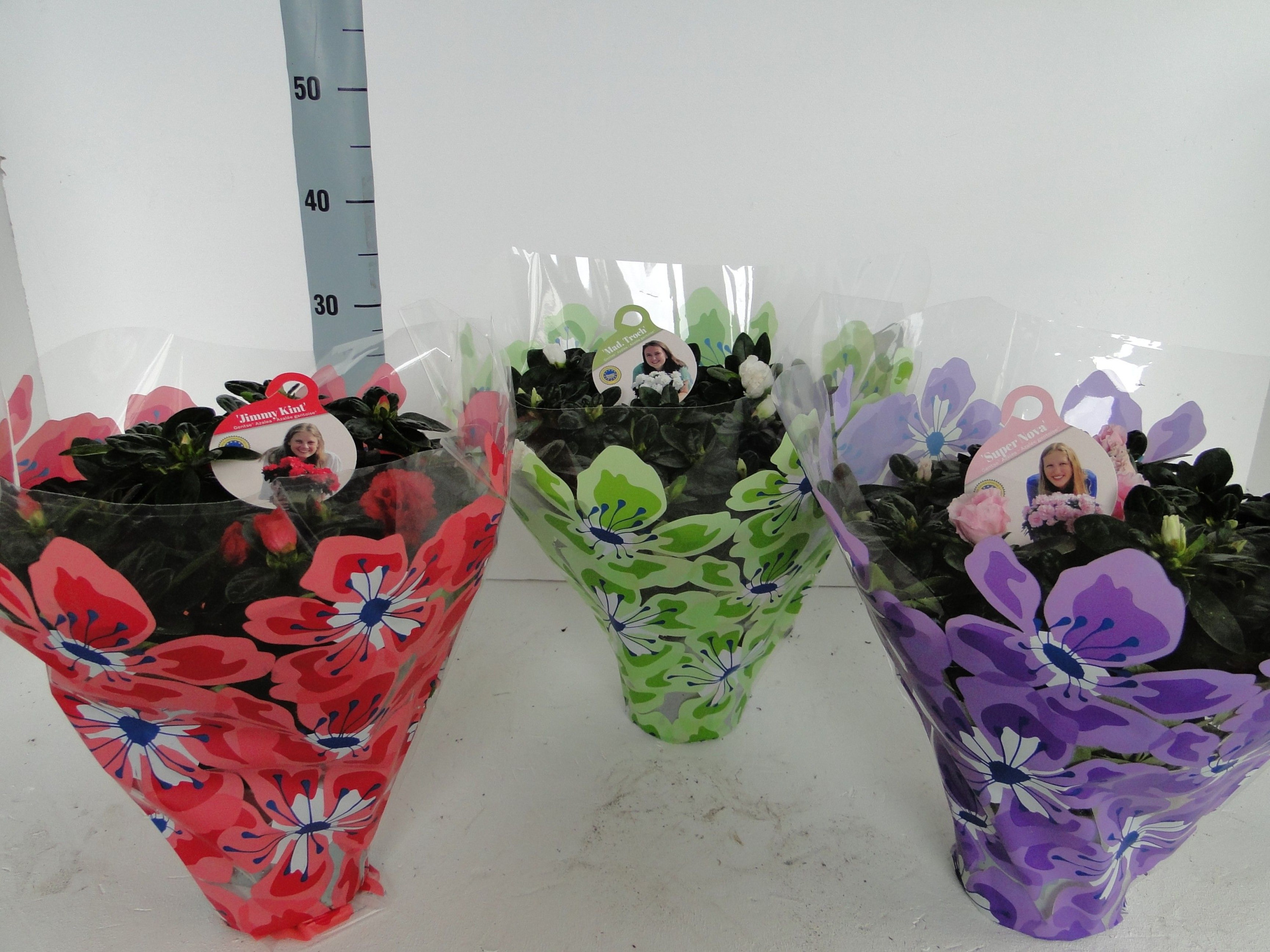 GHENT AZALEA YOUNG STARS POT 15 FLOWERHOES, D 15