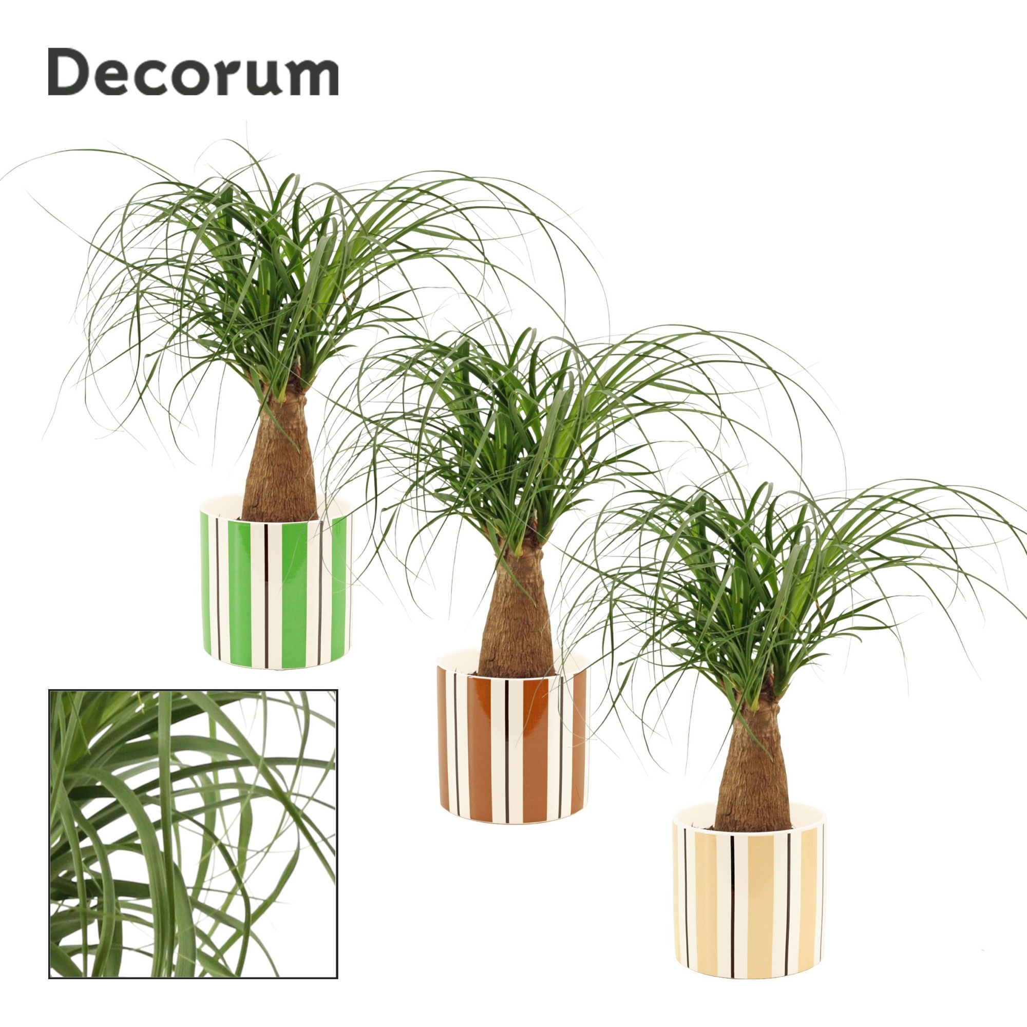 Beaucarnea Recht 12 cm in Beau (Natural bubble-collection), D 12