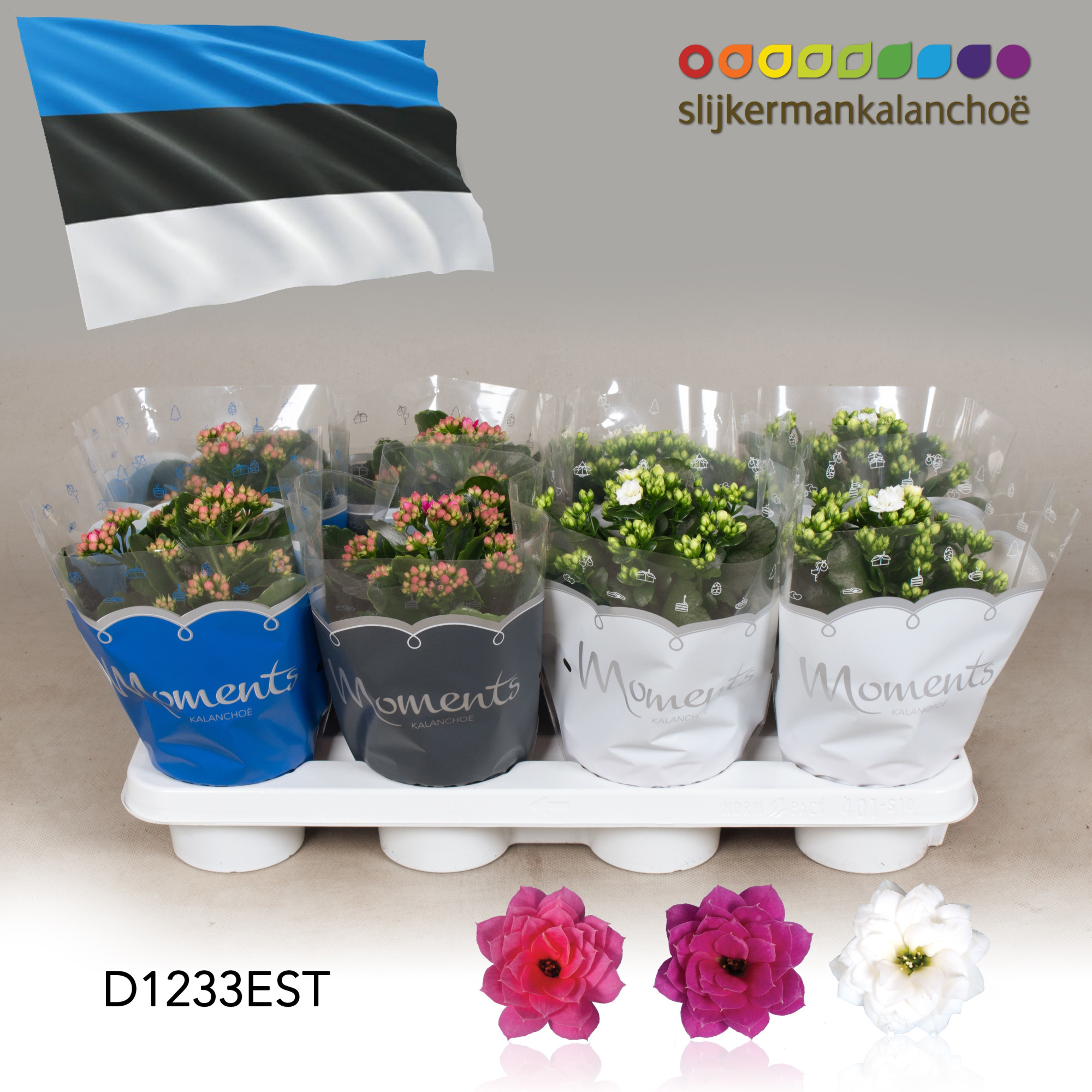 Kalanchoe Moments - Estonia flag, D 12