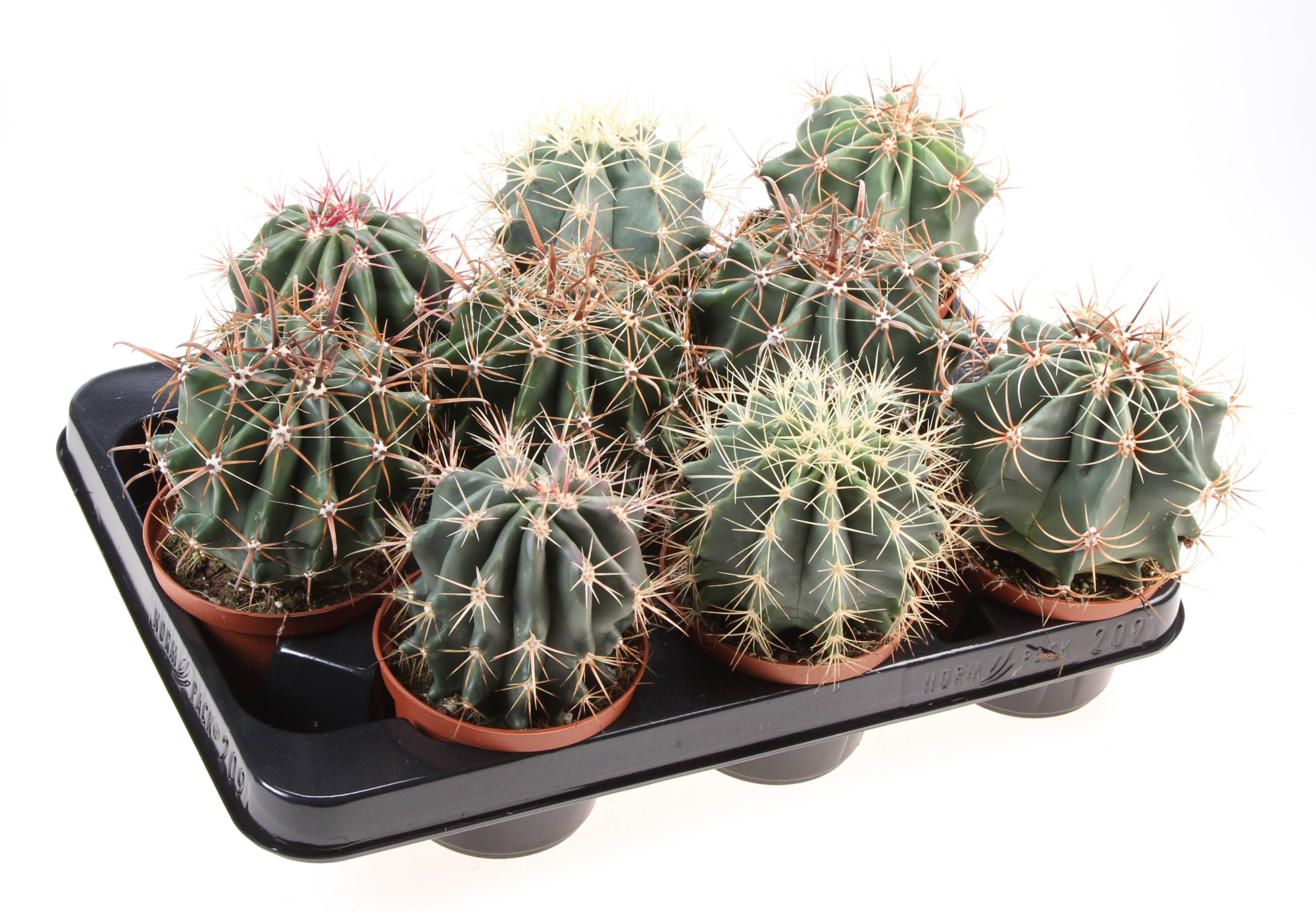 Ferocactus mix, D 10,5