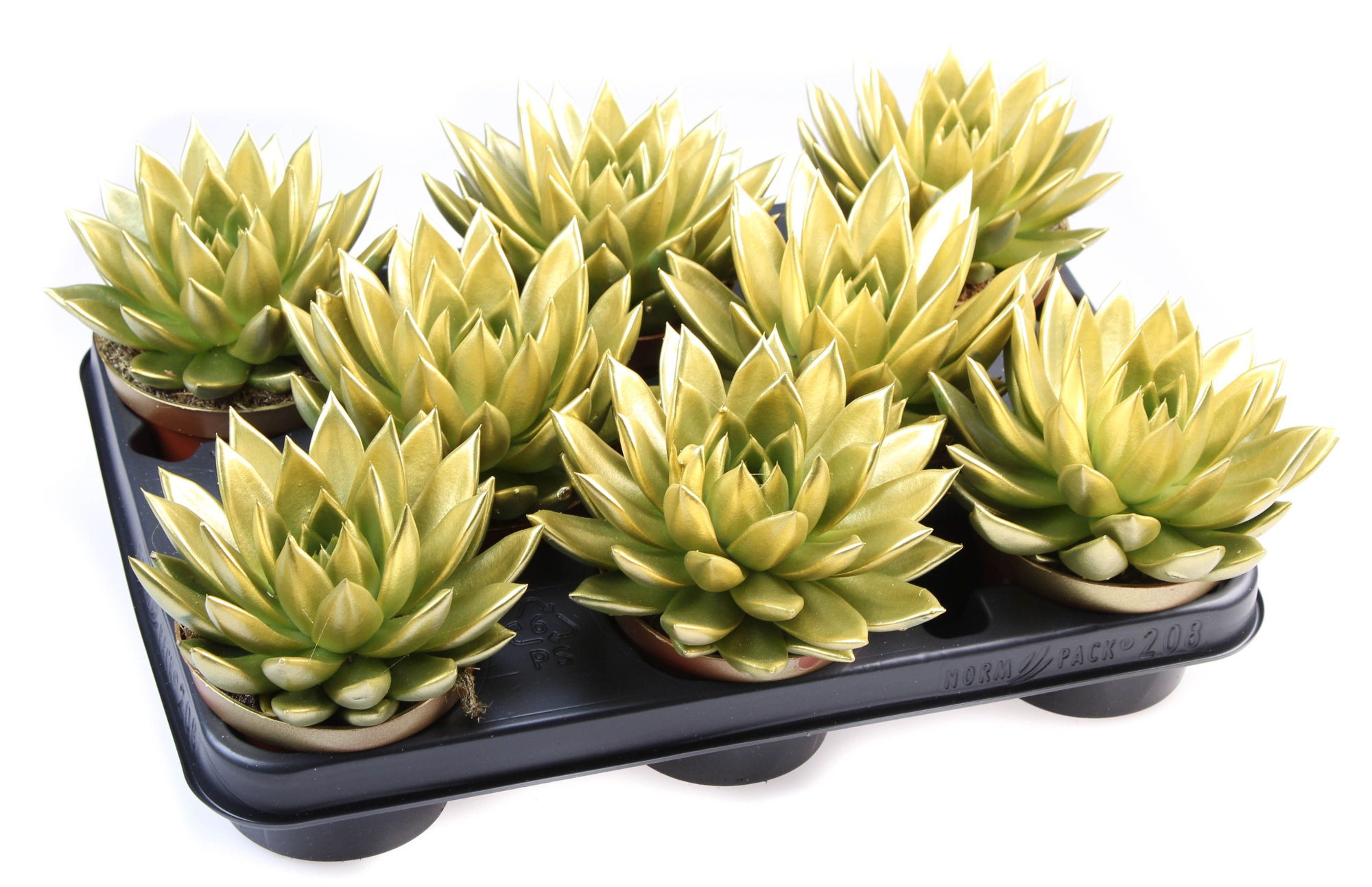 Rainbow gold, D 10,5