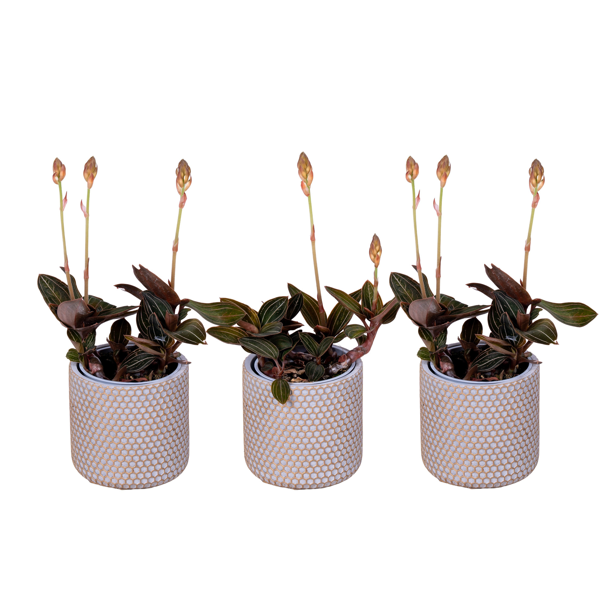 Ludisia 9 cm met stenen pot, D 9