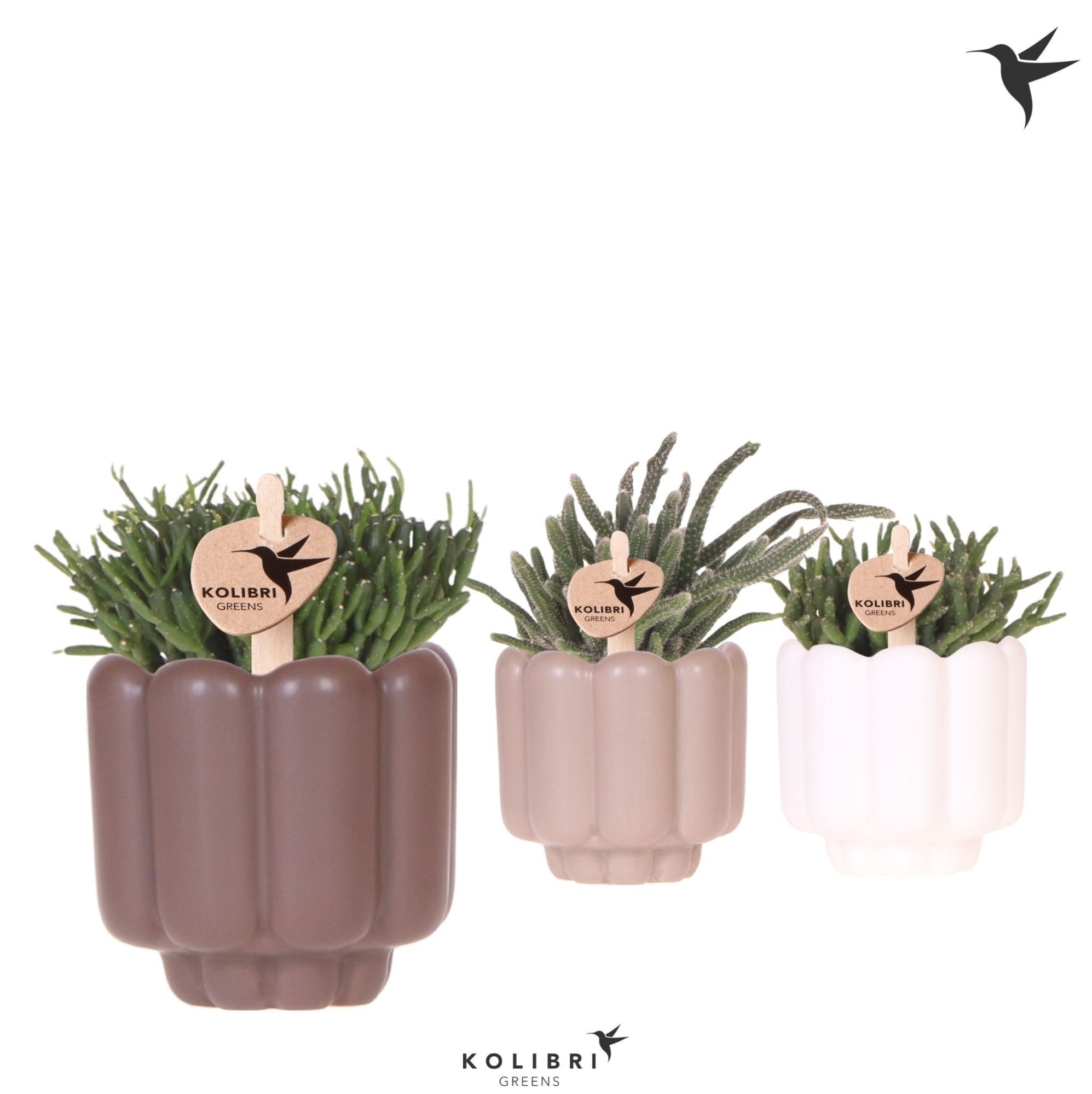 Kolibri Greens Rhipsalis mix in Retro pot sand mix, D 6