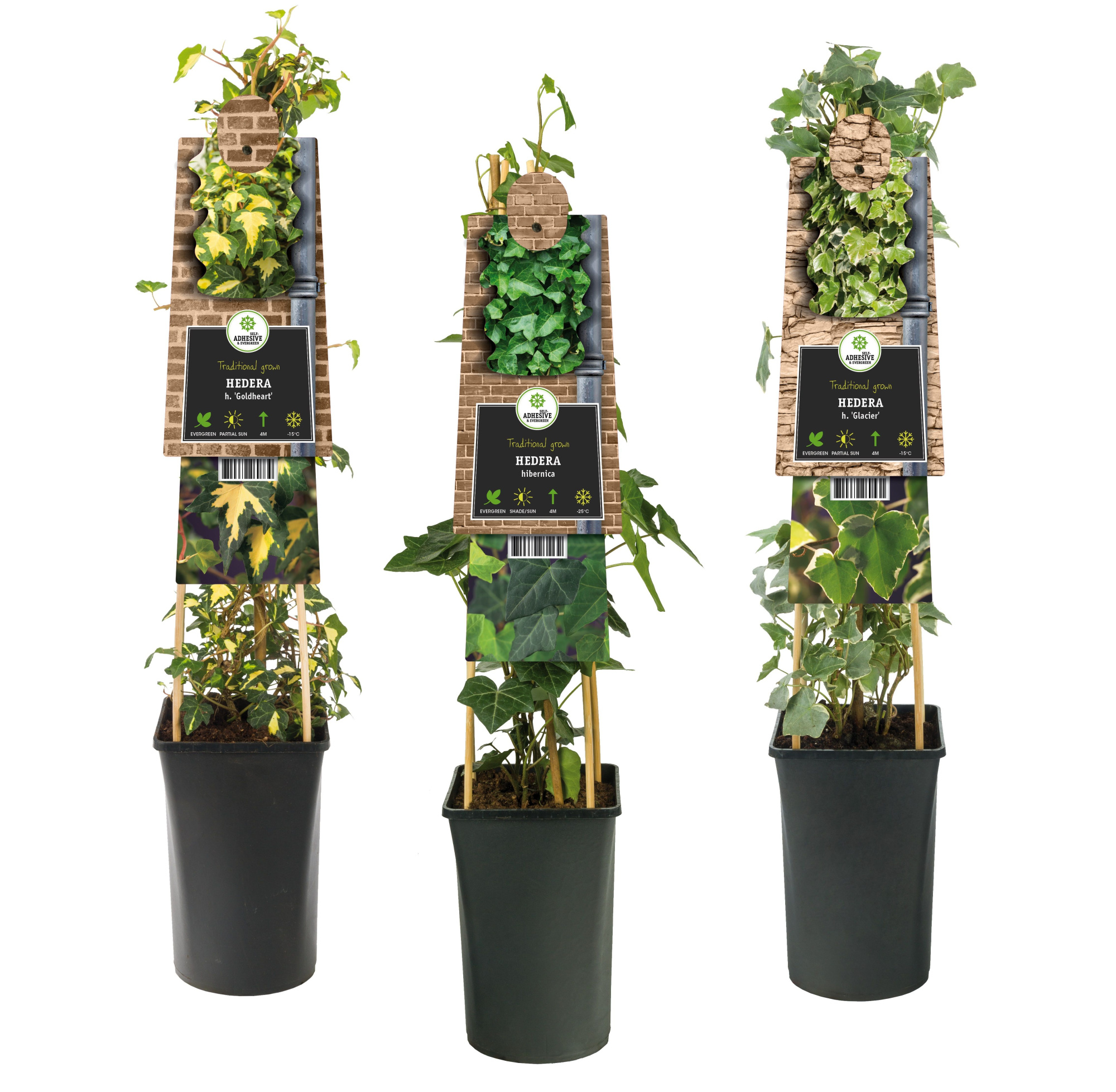 Mix CC Hedera +3.0 label, D 17