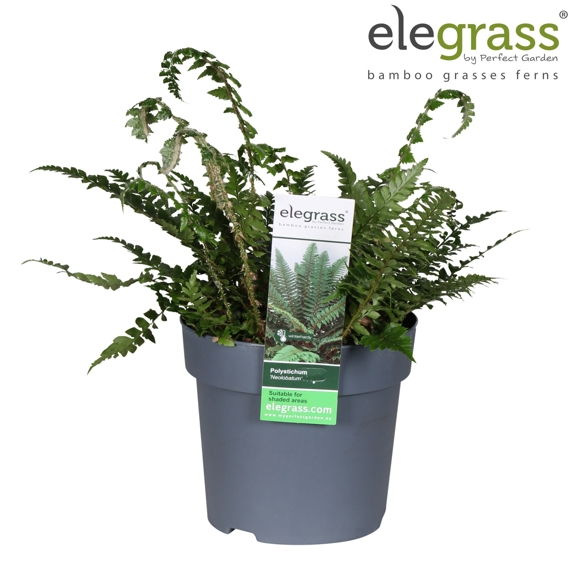 Polystichum 'neolobatum' P14, D 14