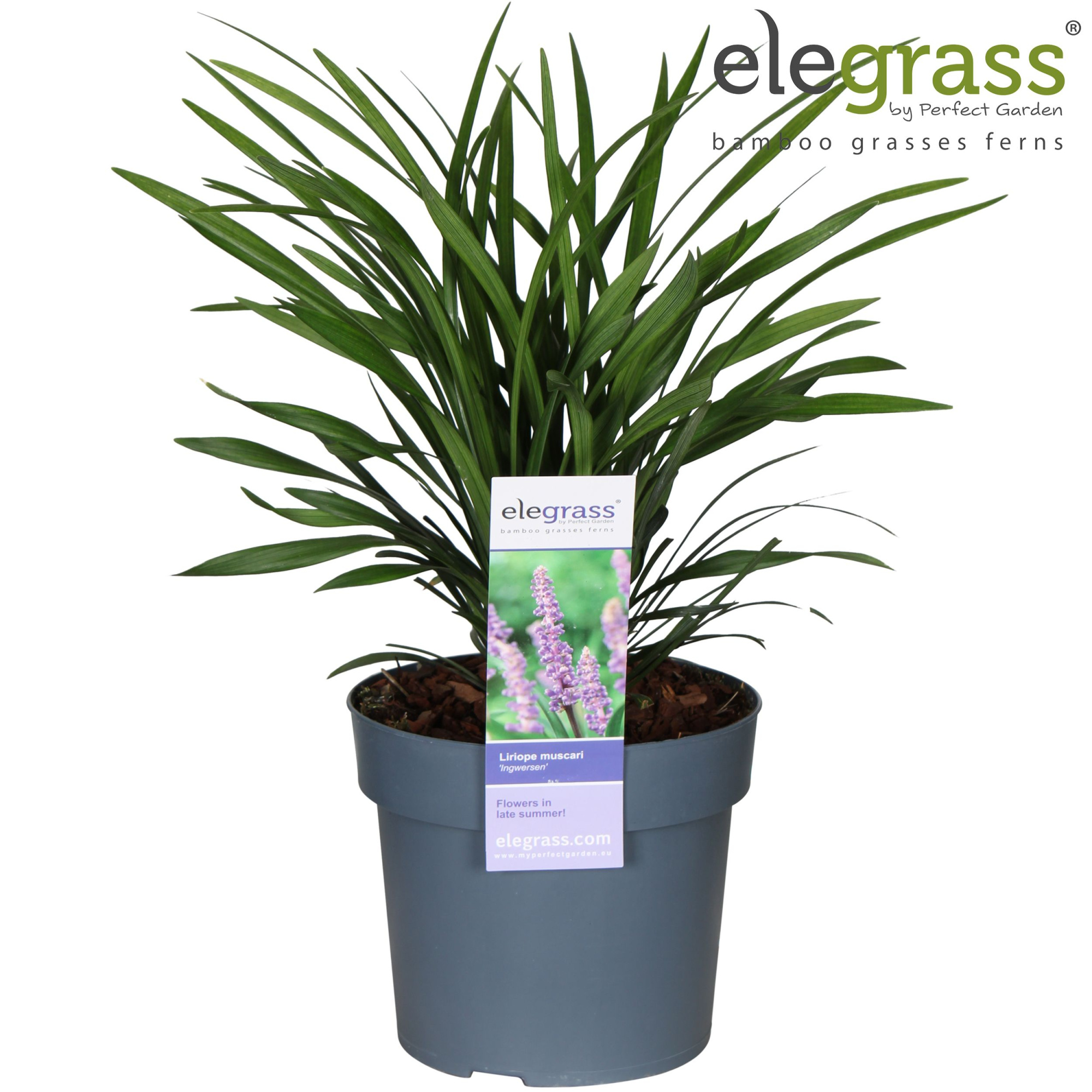 Liriope muscari 'Ingwersen' P19, D 19