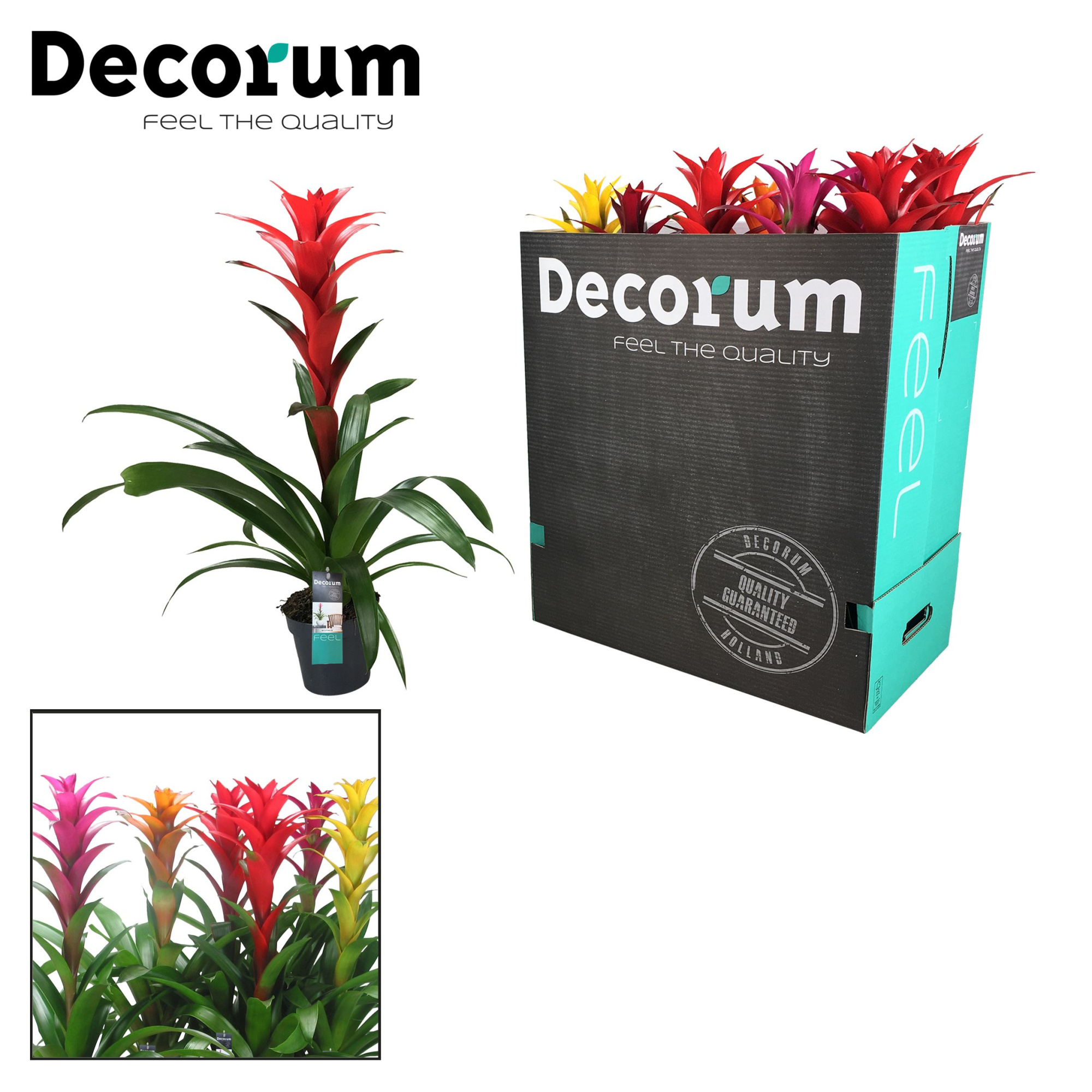 Guzmania Maxima mix XXL (Decorum), D 13