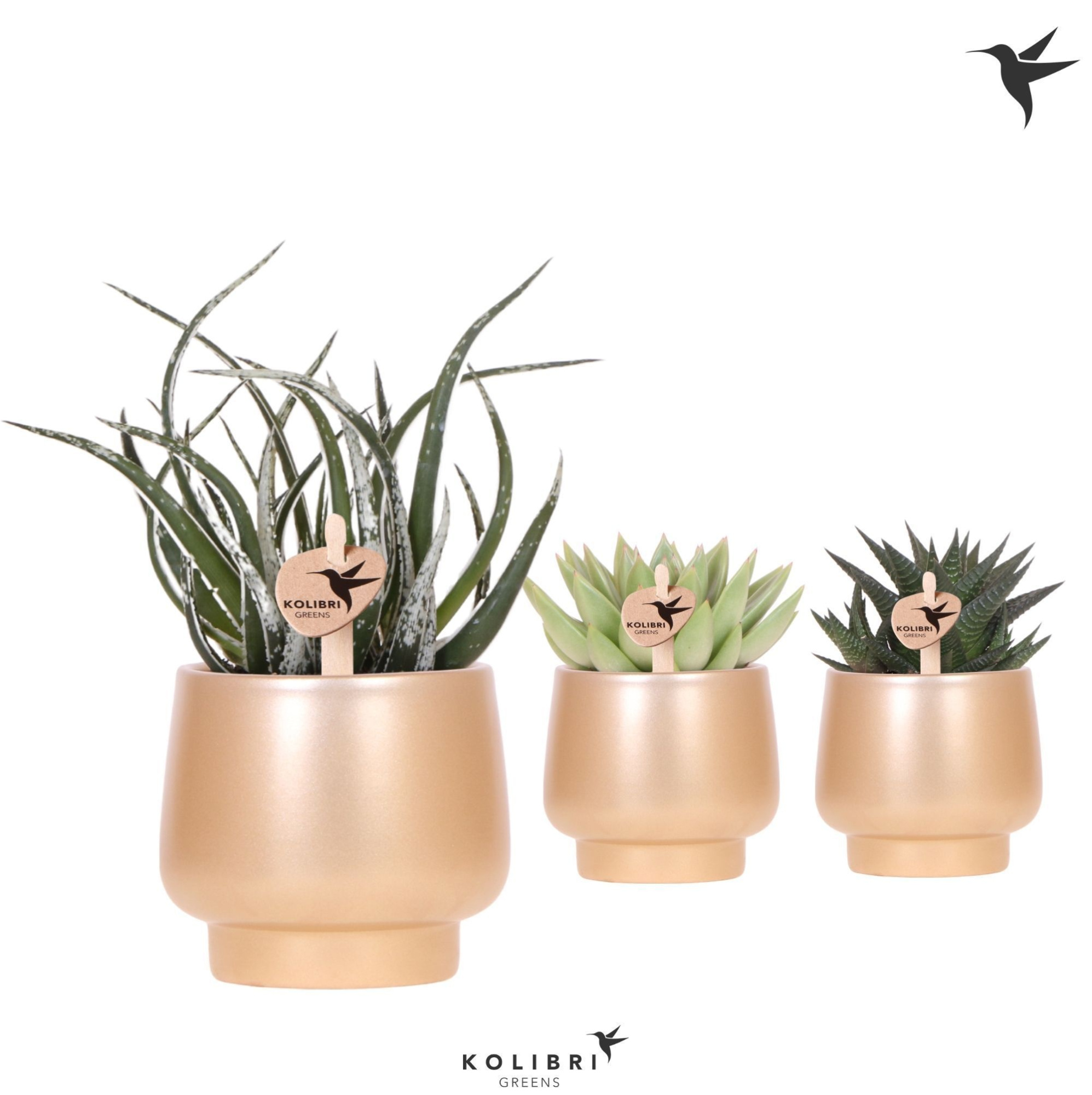Kolibri Greens Succulenten mix in Scandic pot gold, D 9