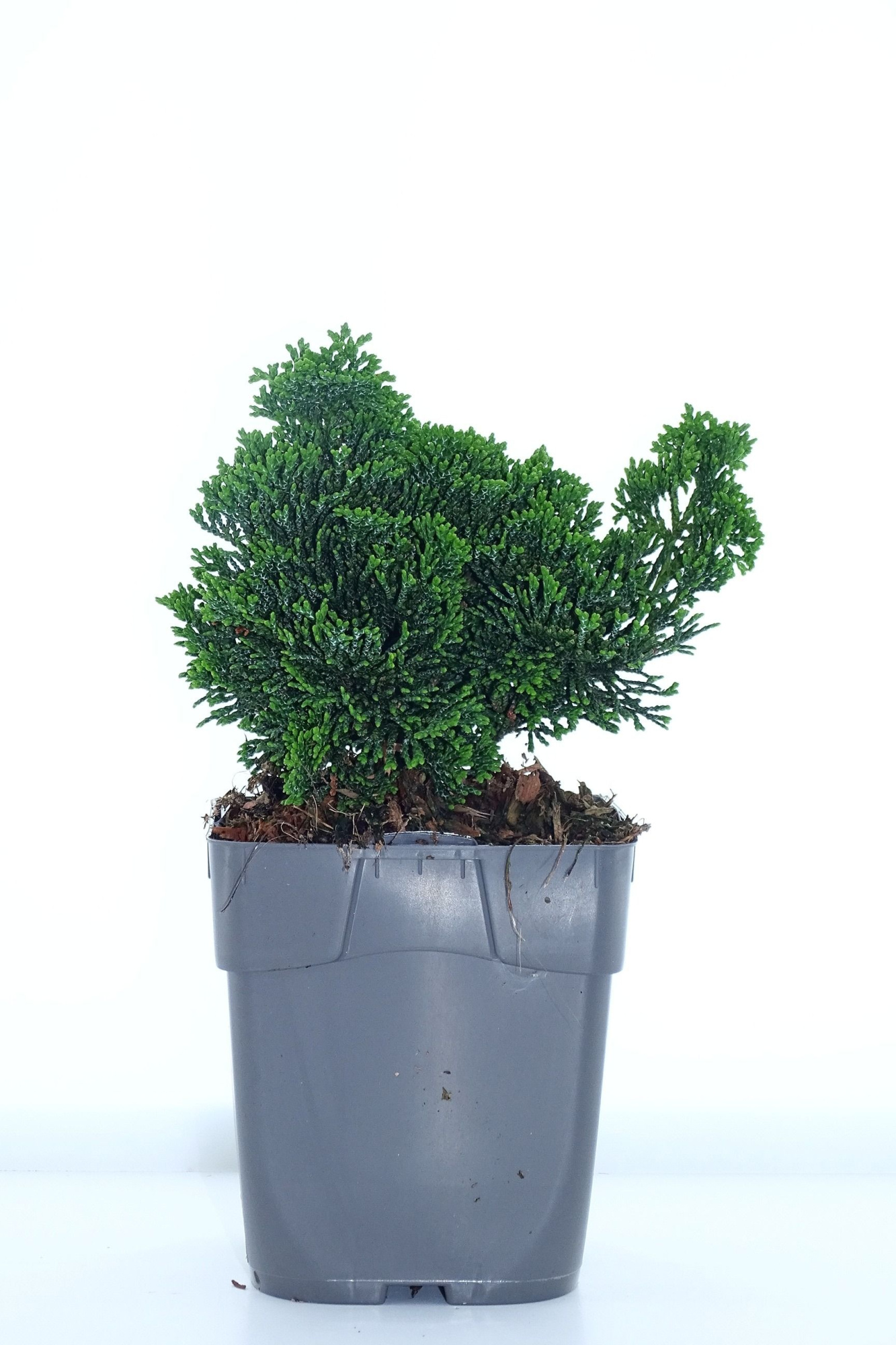 Chamaecyparis obtusa 'Nana Gracilis', D 12