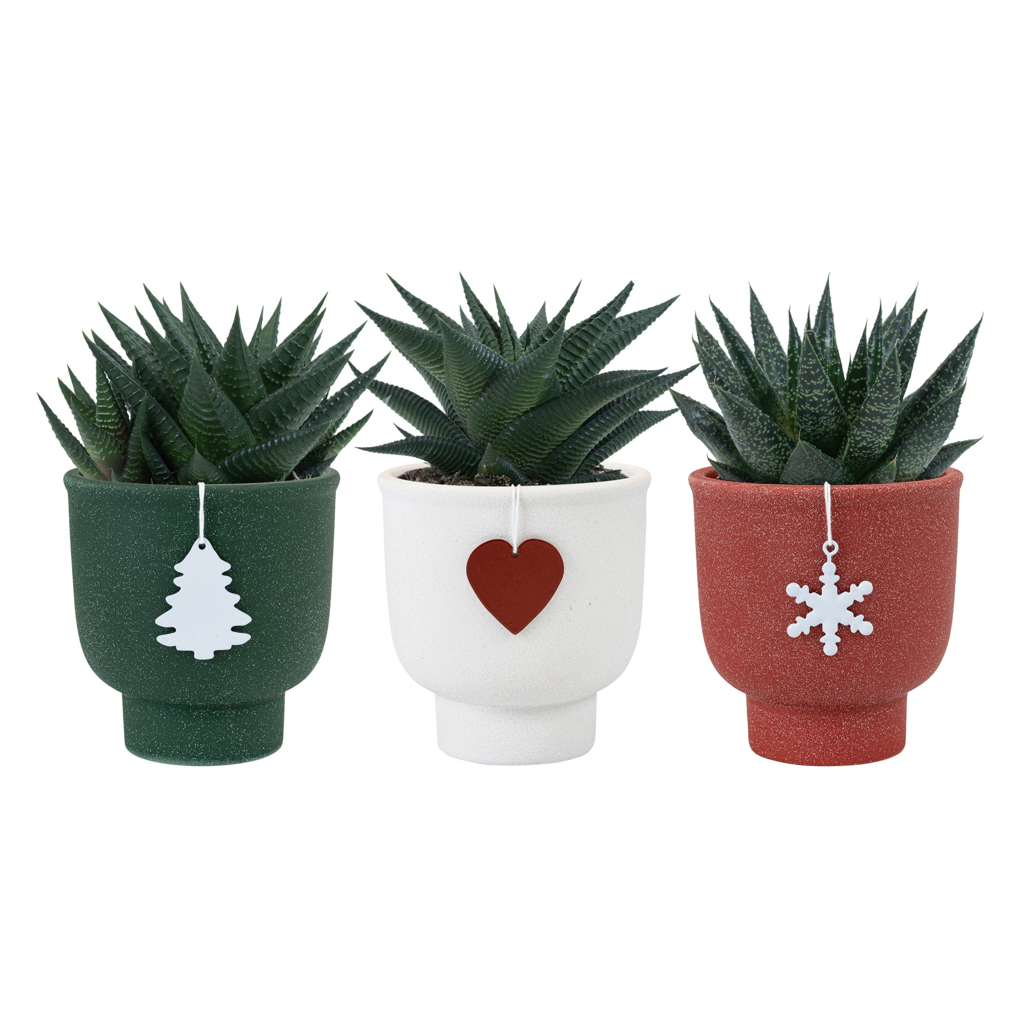 Holly with Succulent mix, D 9