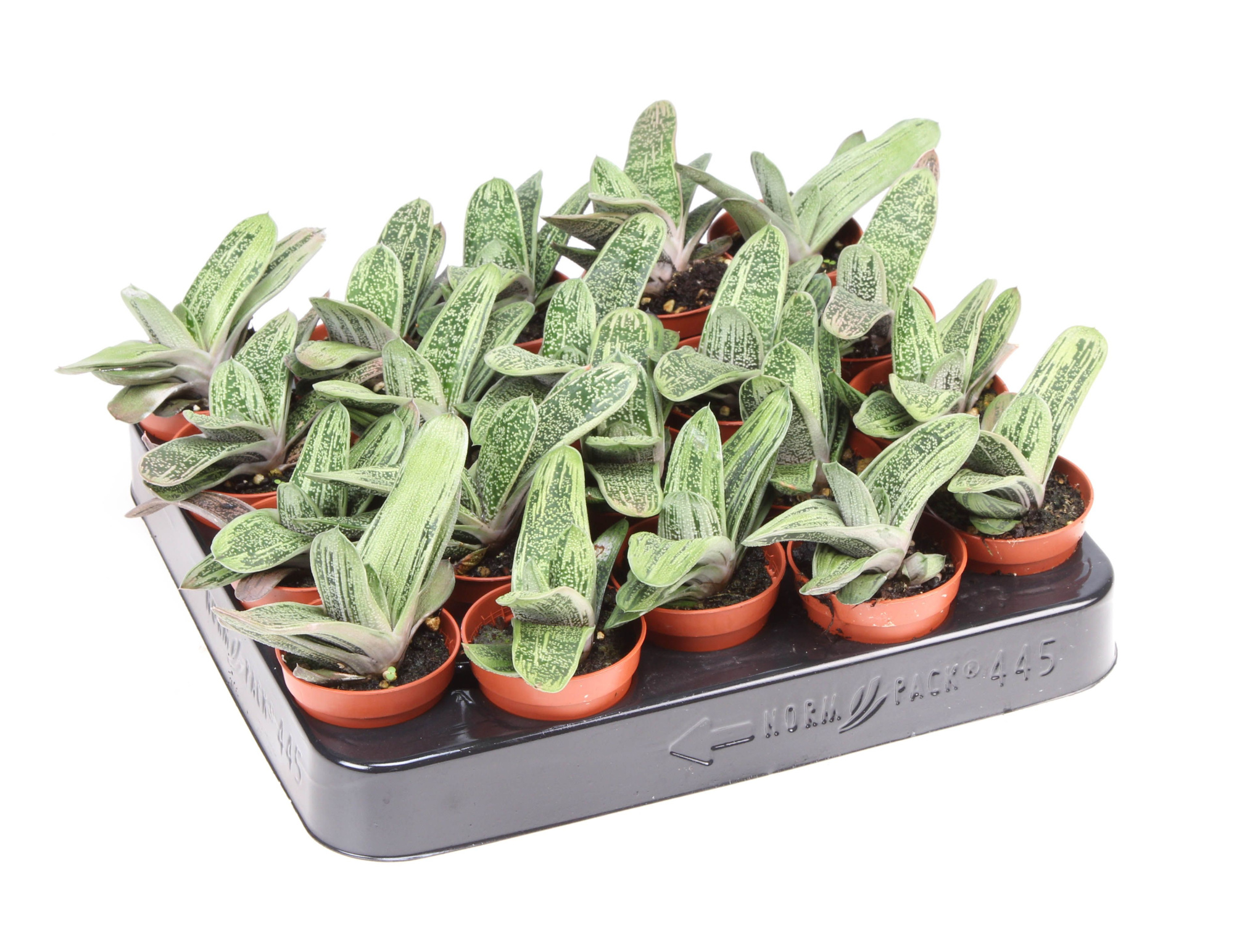 Gasteria little warty, D 5,5