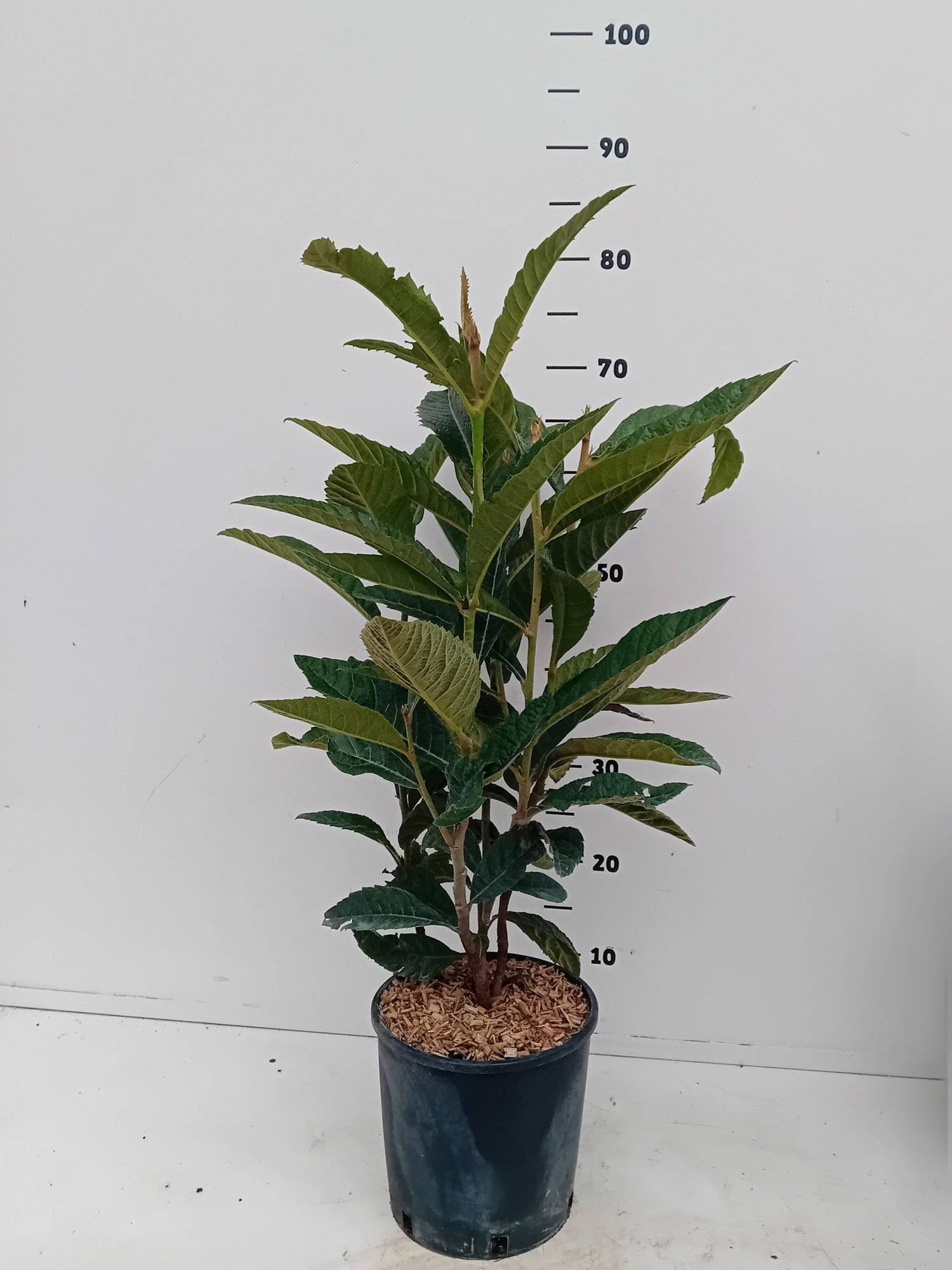 Eriobotrya Japonica, D 21