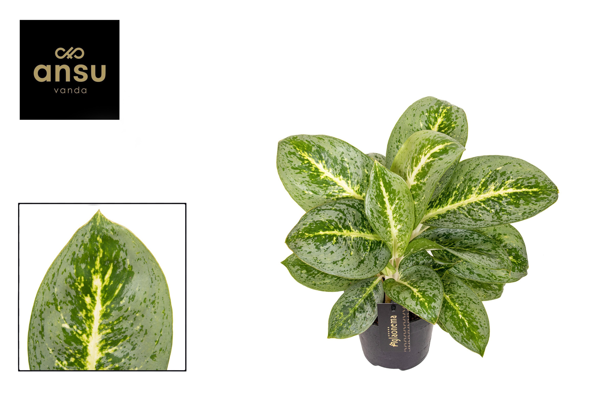 Aglaonema Lemon Mint, D 12