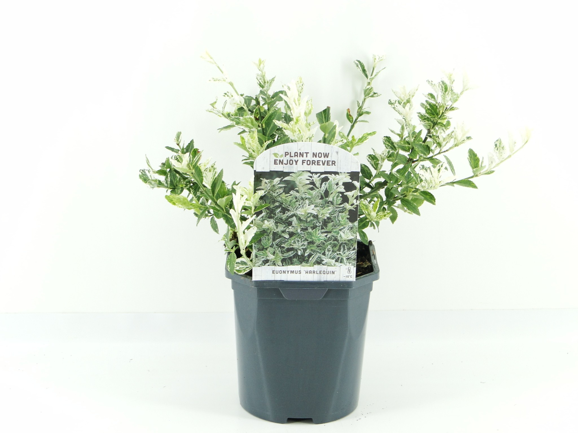 Euonymus fort. Harlequin, D 17