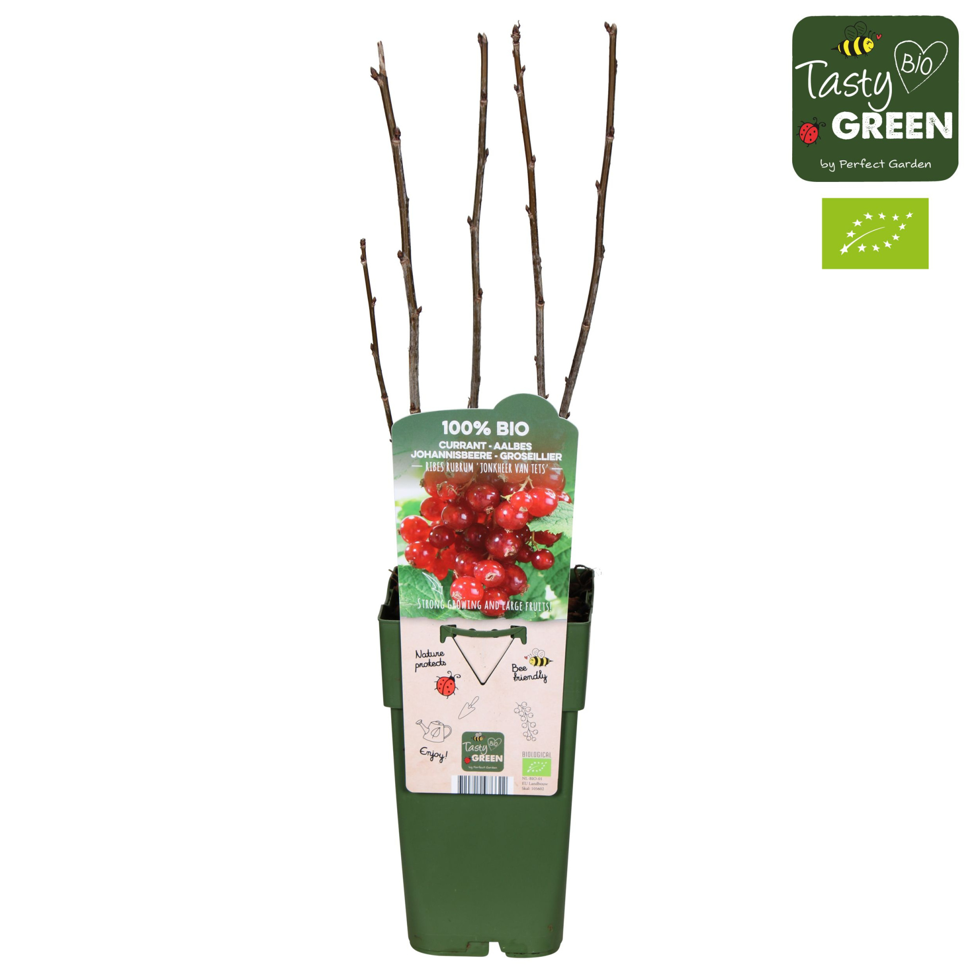 Ribes rubrum 'Jonkheer van Tets' Bio P15, D 15