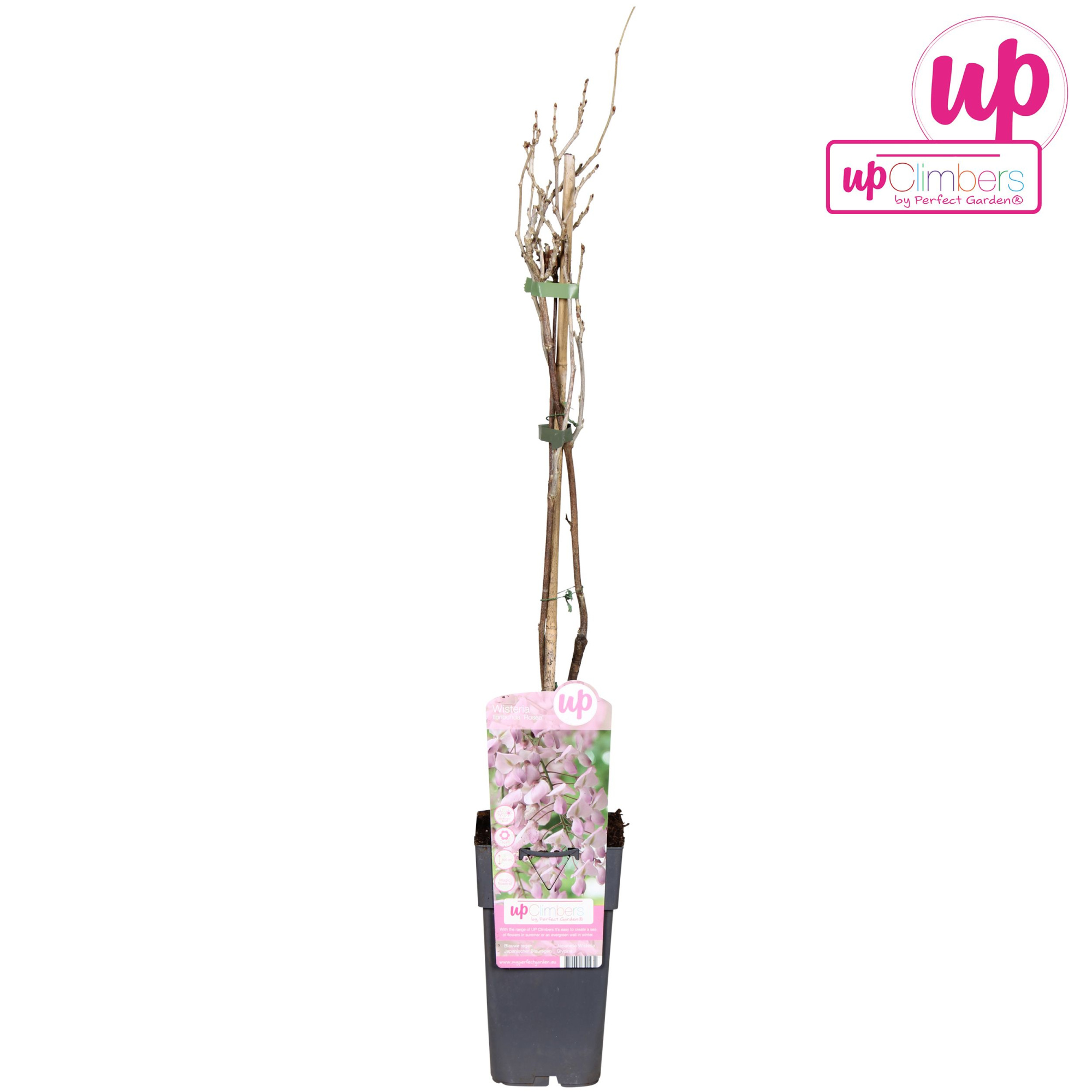 Wisteria floribunda Rosea P15, D 15