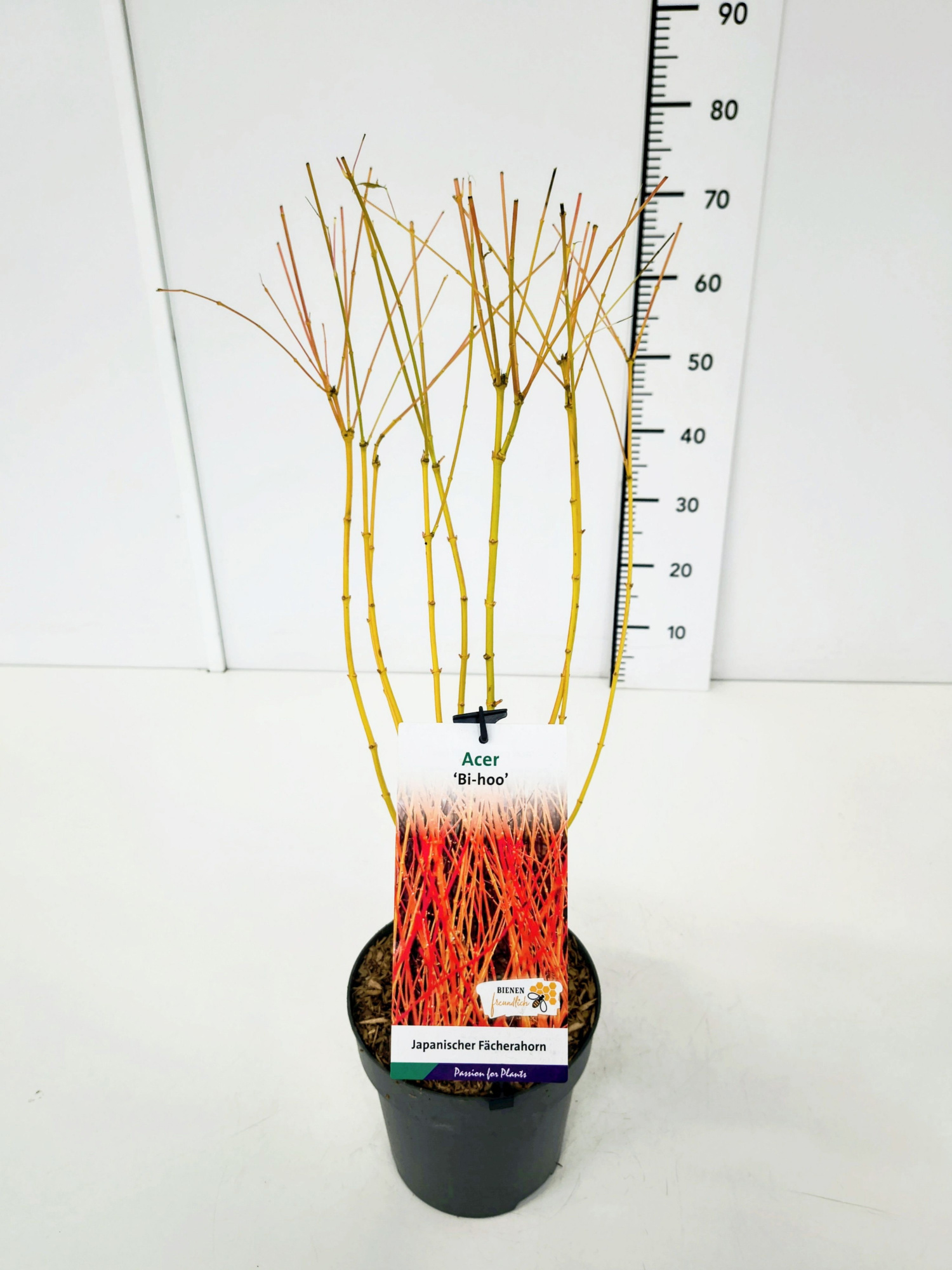 Acer palm. 'Bi-hoo' 40-60C3, D 19