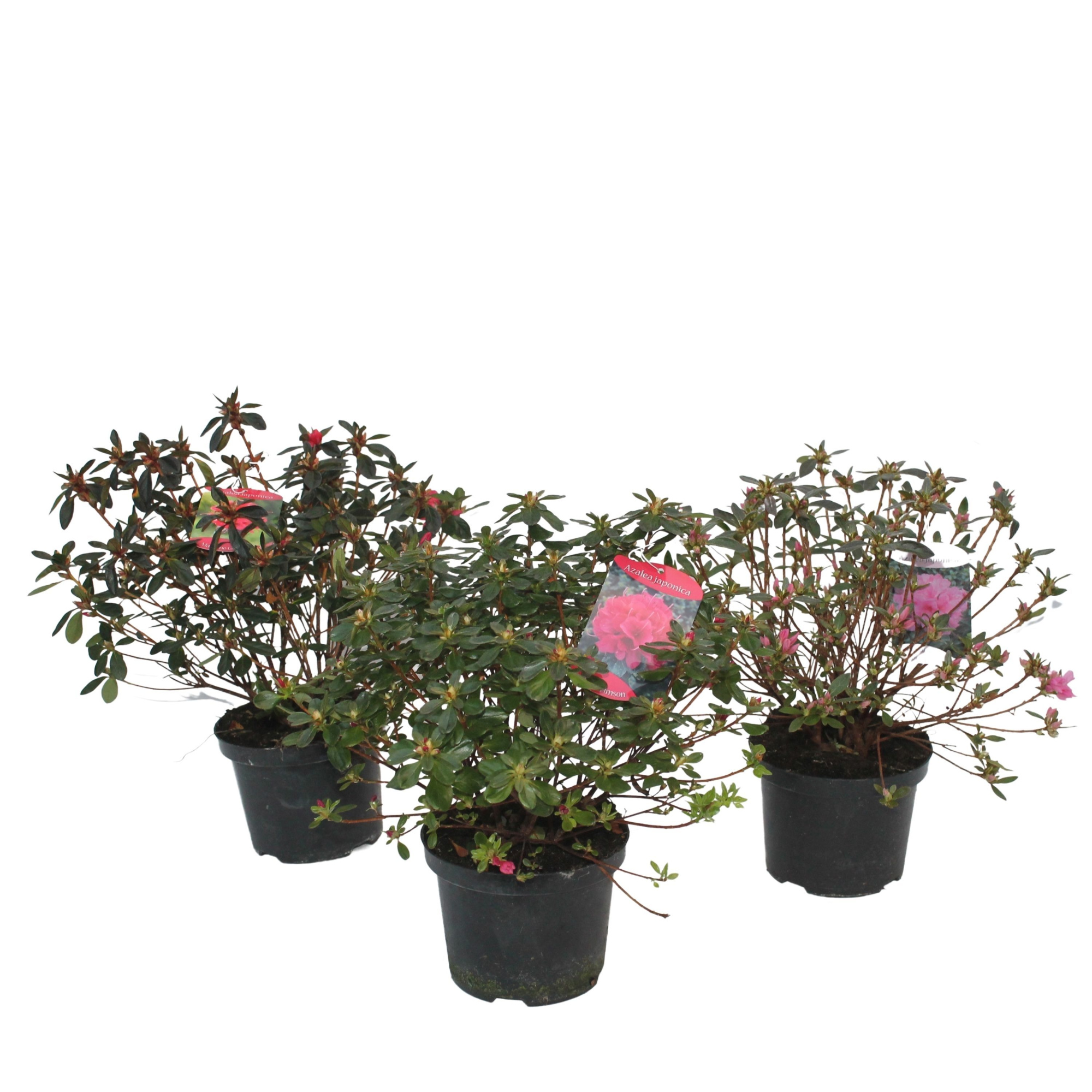 Azalea Japonica 25/P17 'Mix CC' kleurtonend, D 17