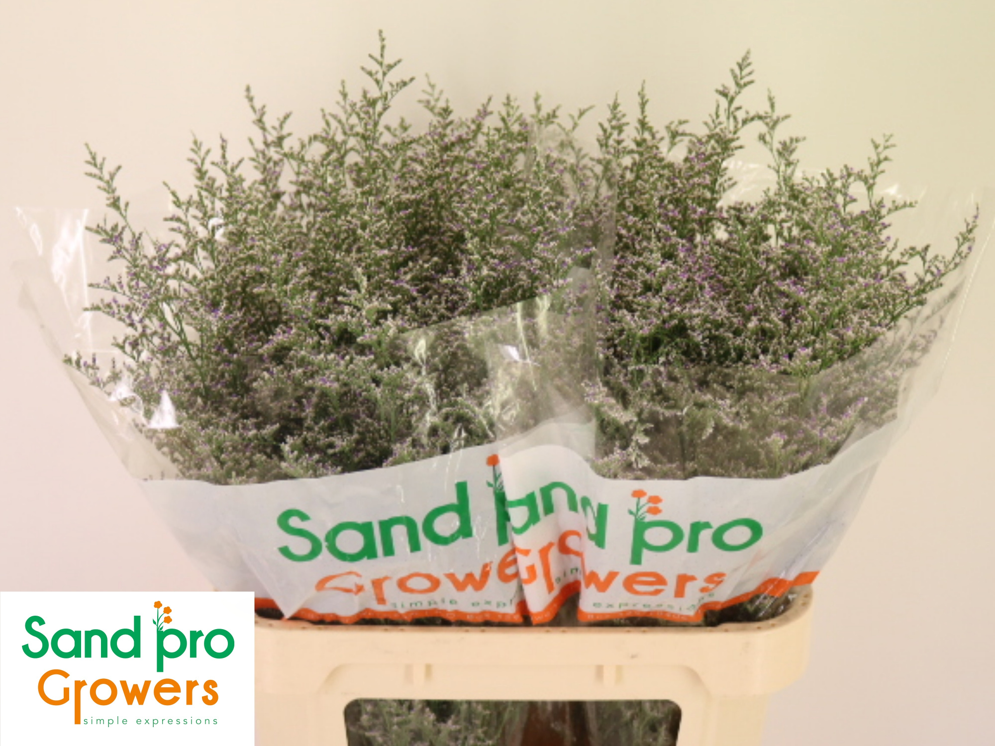 Лимониум Мисти Блю 80, шт.