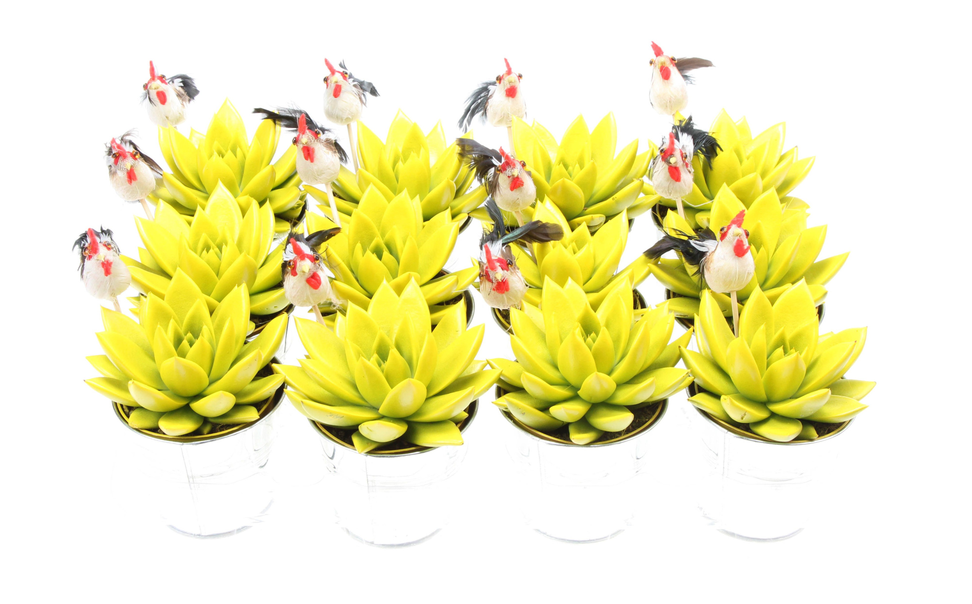 Zink miranda geel + haan, D 10