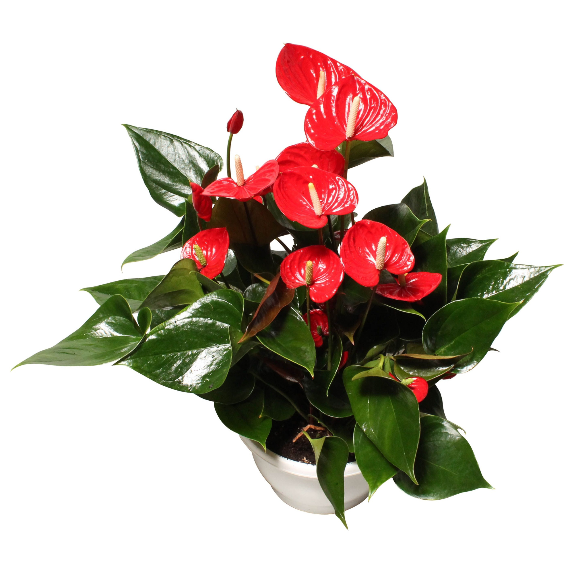 Anthurium XL.49 Arisa Sprite 23cm, D 23