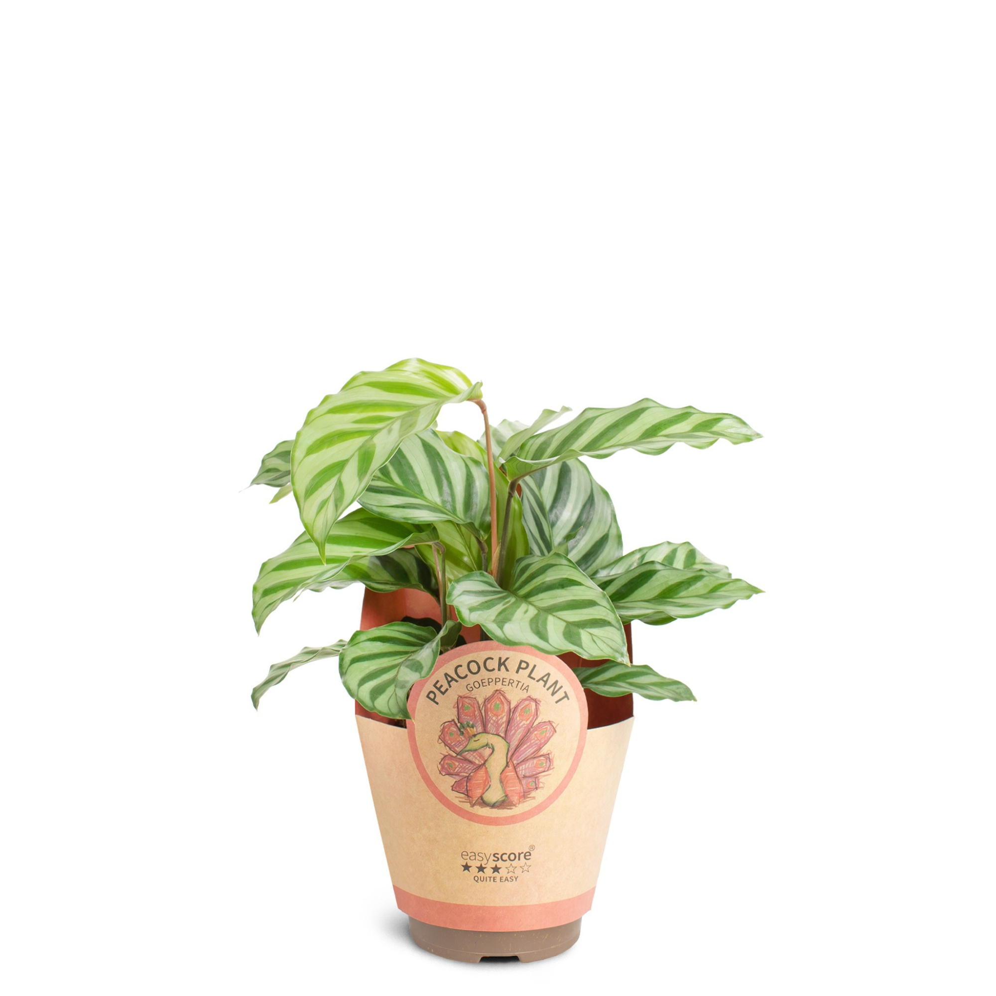 Calathea ´Freddy`, D 9