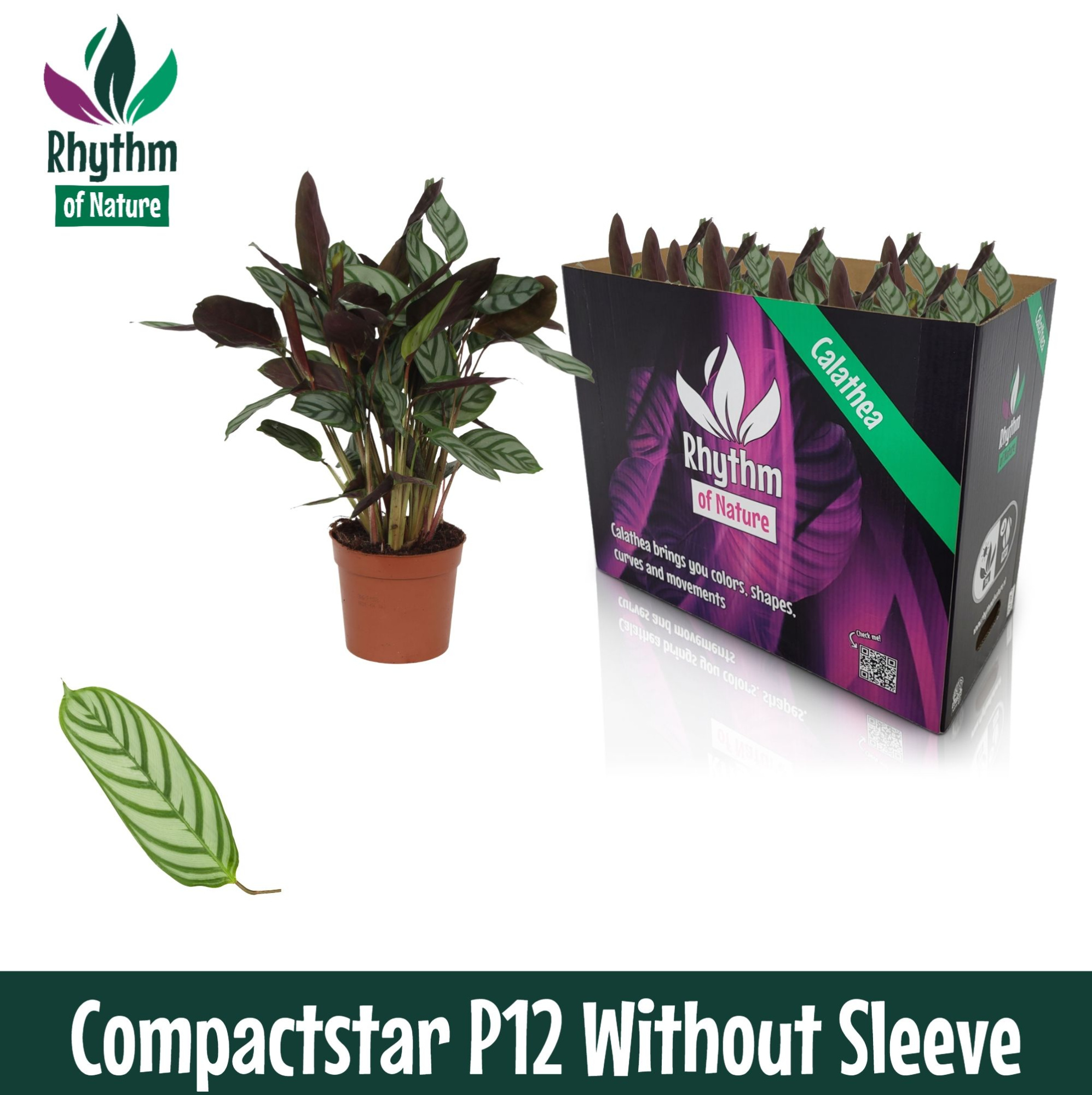 Calathea 12cm Compactstar - Rhythm of Nature zonder hoes, D 12