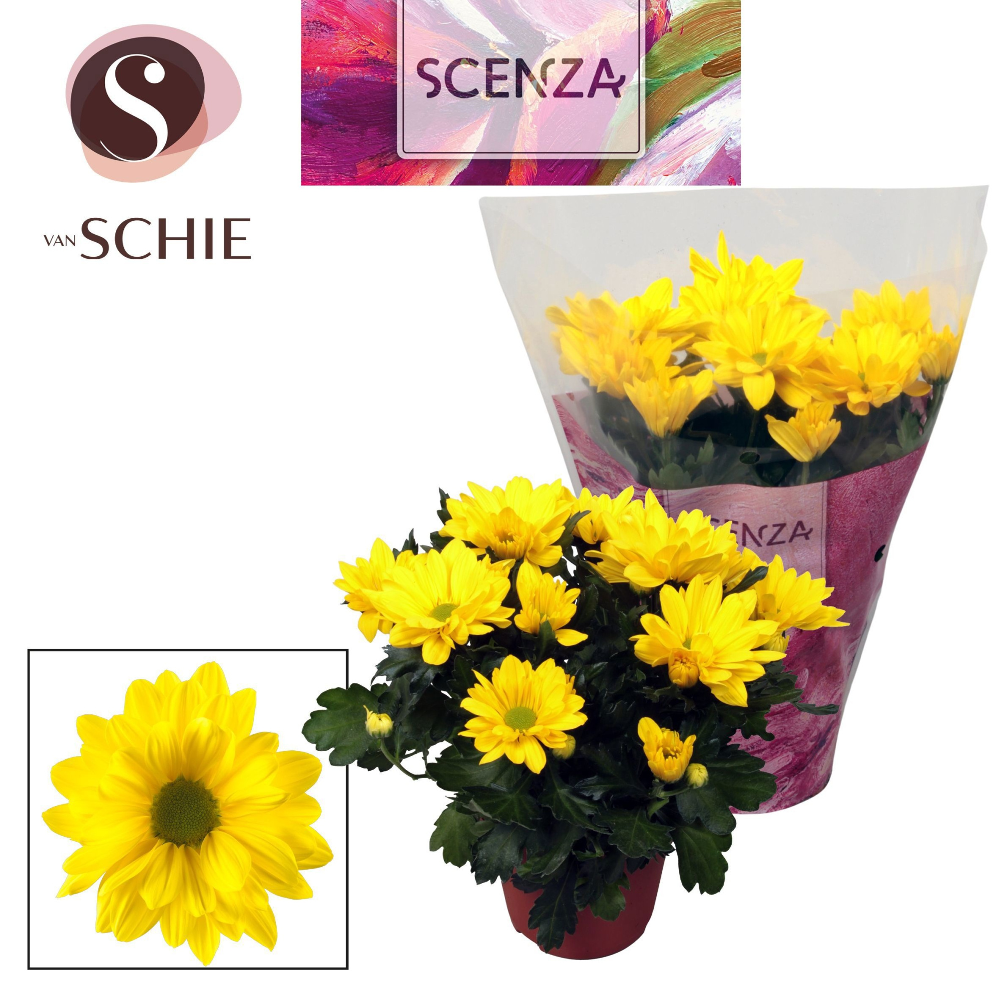 Chrysant Breeze Yellow, D 13