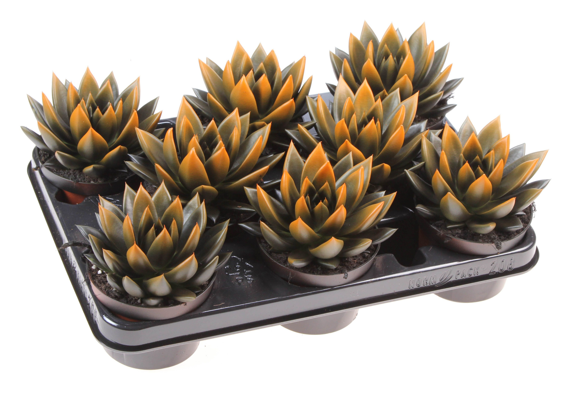 Halloween bicolor black + orange point, D 10,5