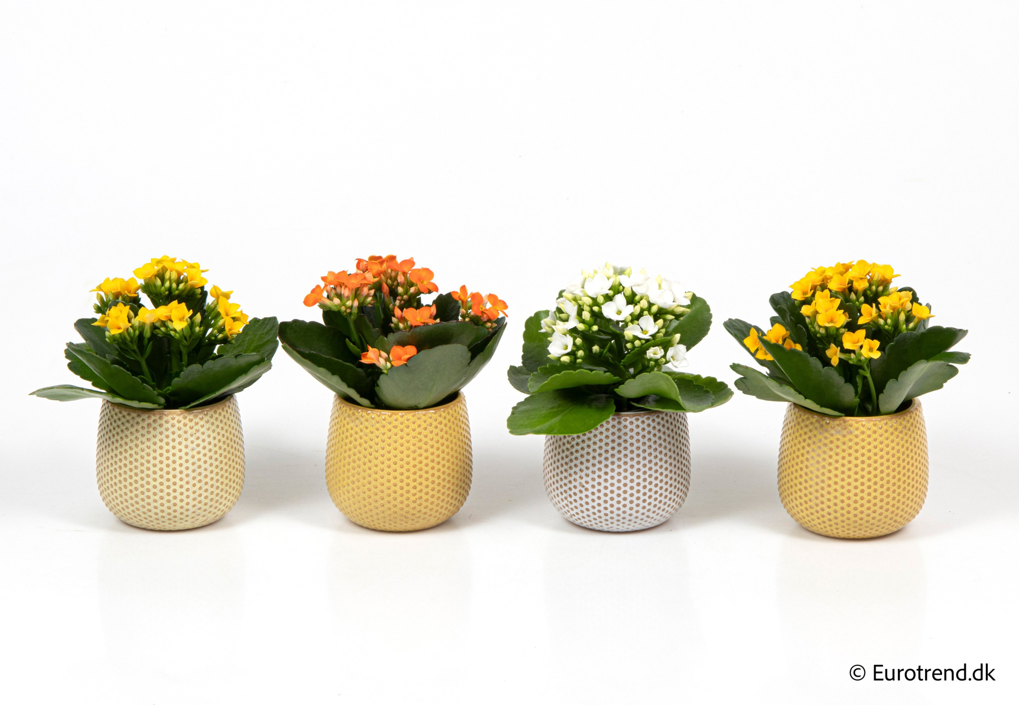 Kalanchoe in Easter ceramic 2026, D 6