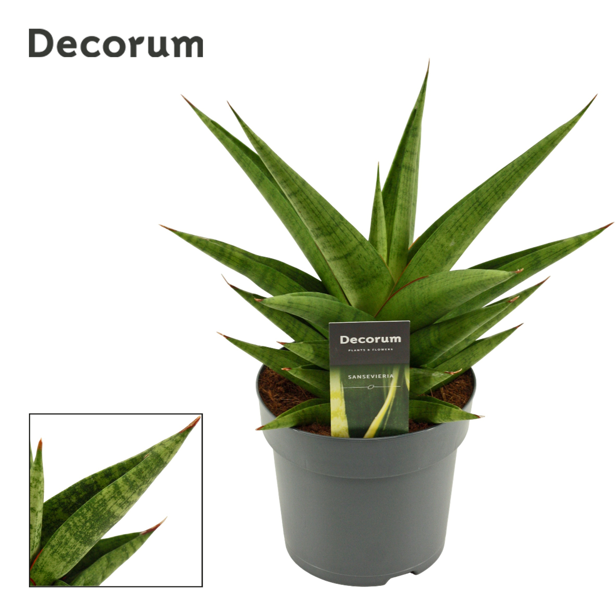 Sansevieria Snow Lotus Crown 14 cm (Decorum), D 14