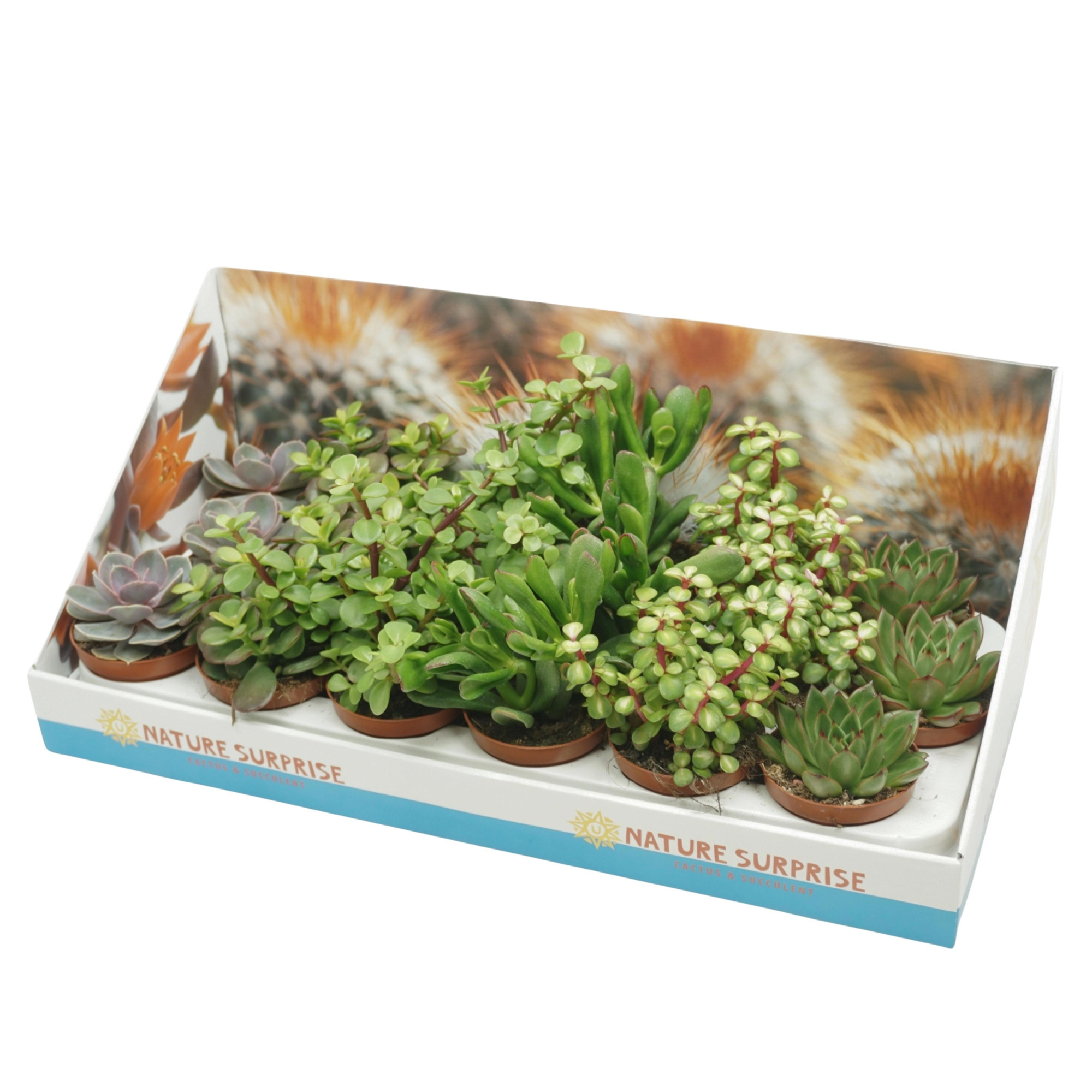 Succulenten mix 8,5 cm in presentatiedoos, D 8,5
