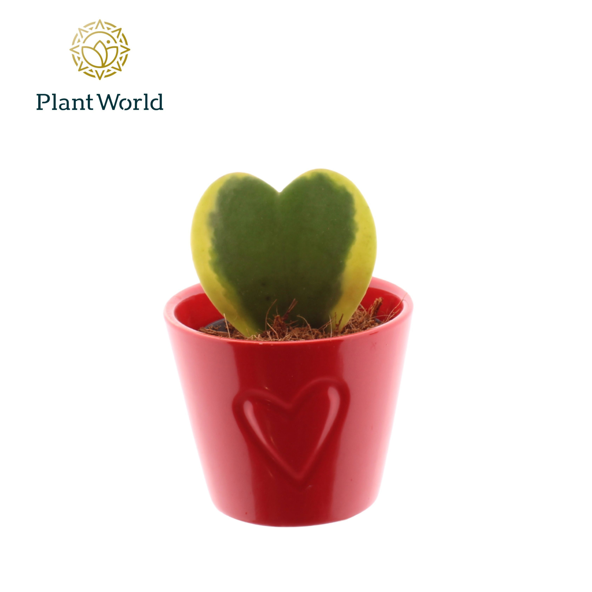 Hoya Kerrii Bont met keramiek Boston rood, D 7