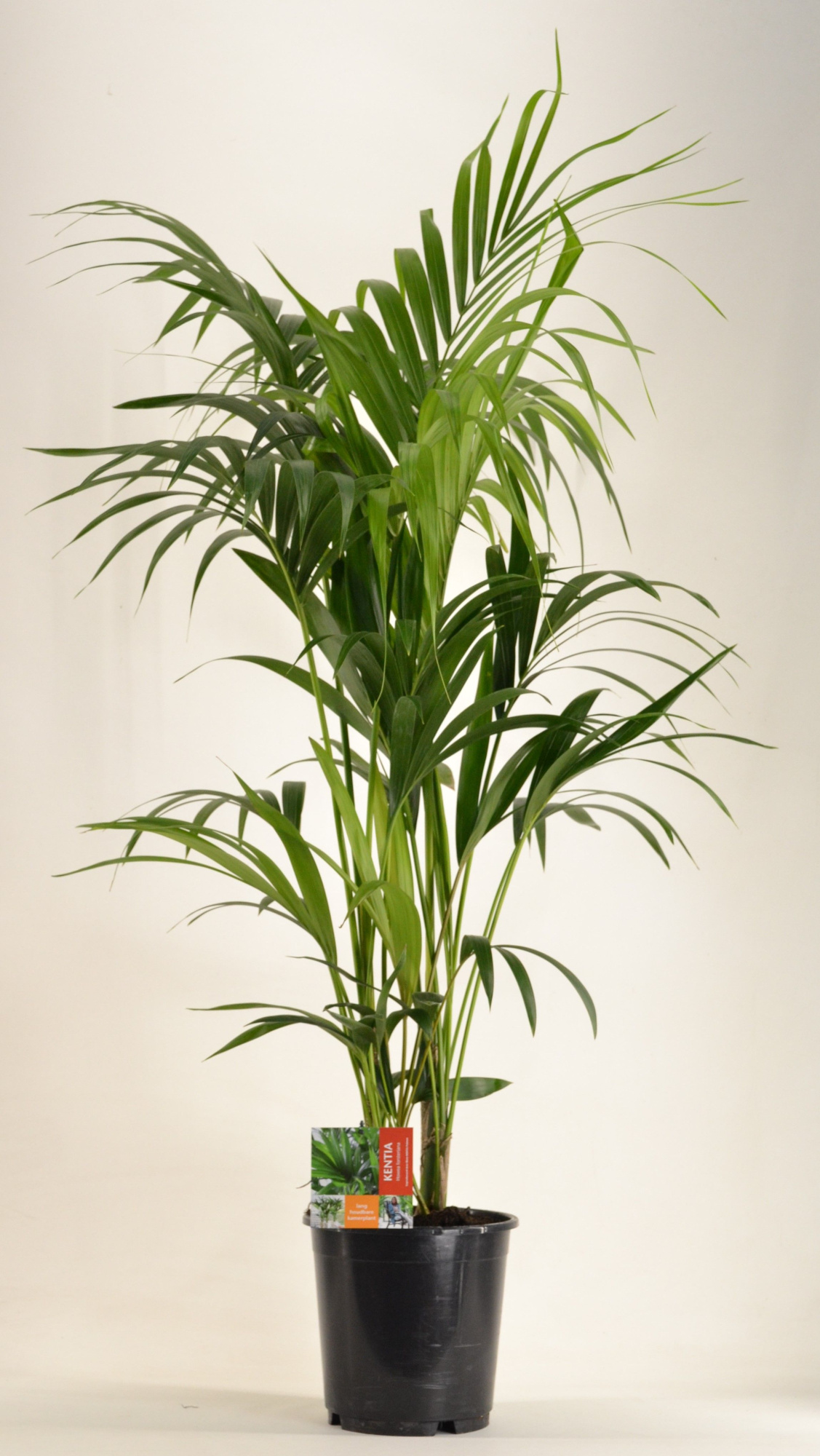 KENTIA - P24 H140 - 6PP (Howea forsteriana), D 24