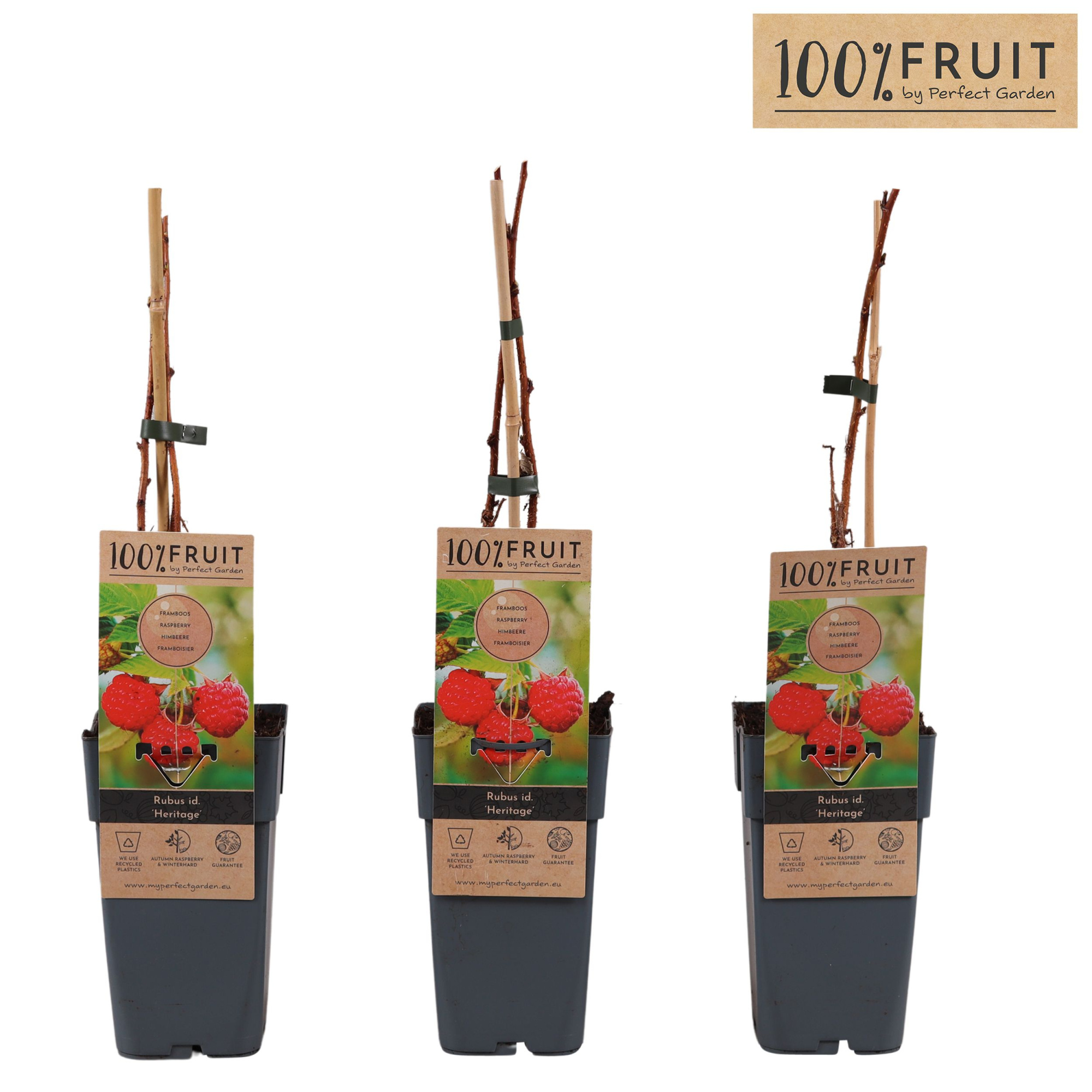 Rubus idaeus Heritage P15, D 15