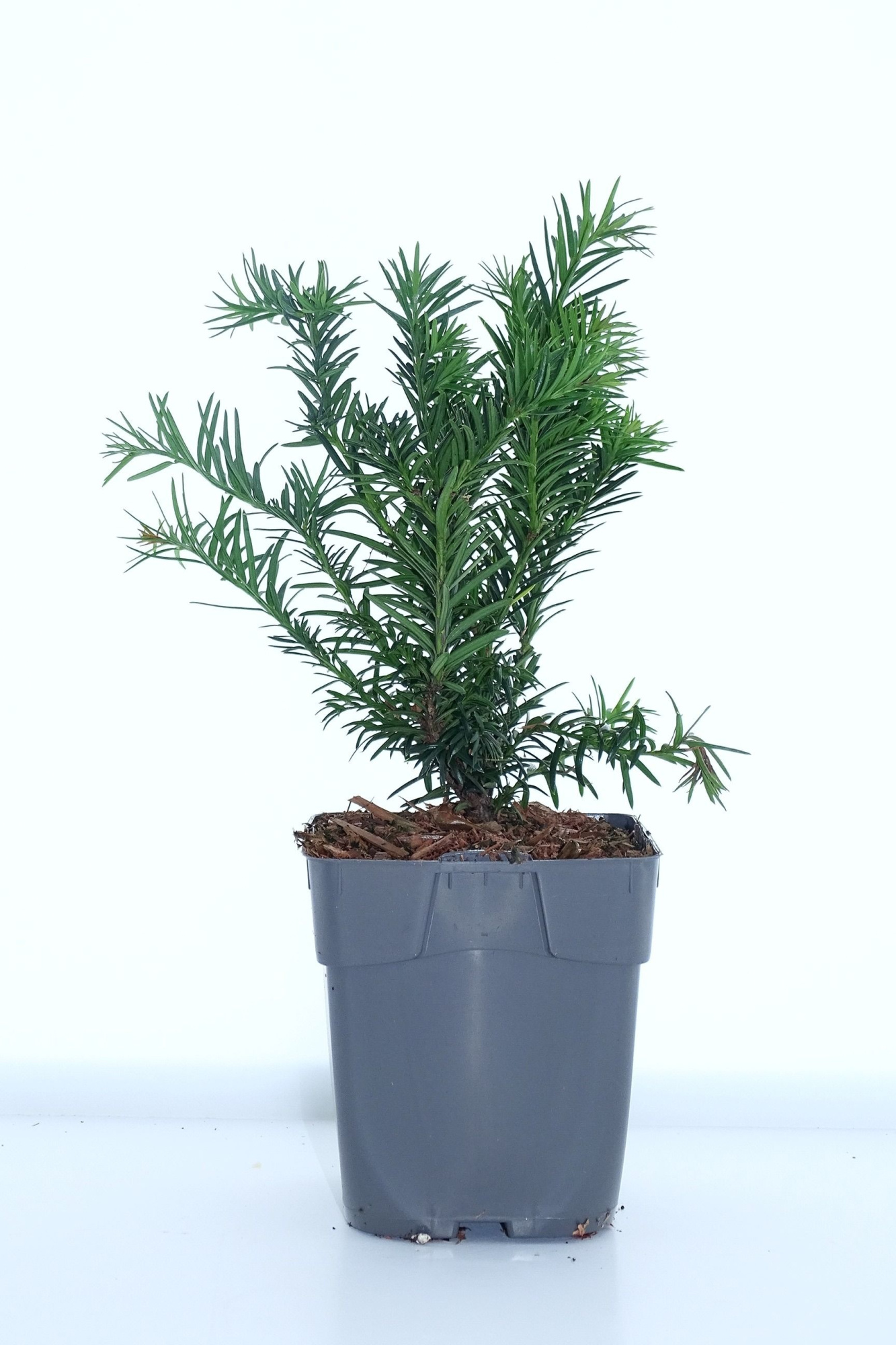 Taxus baccata 'Repandens', D 12