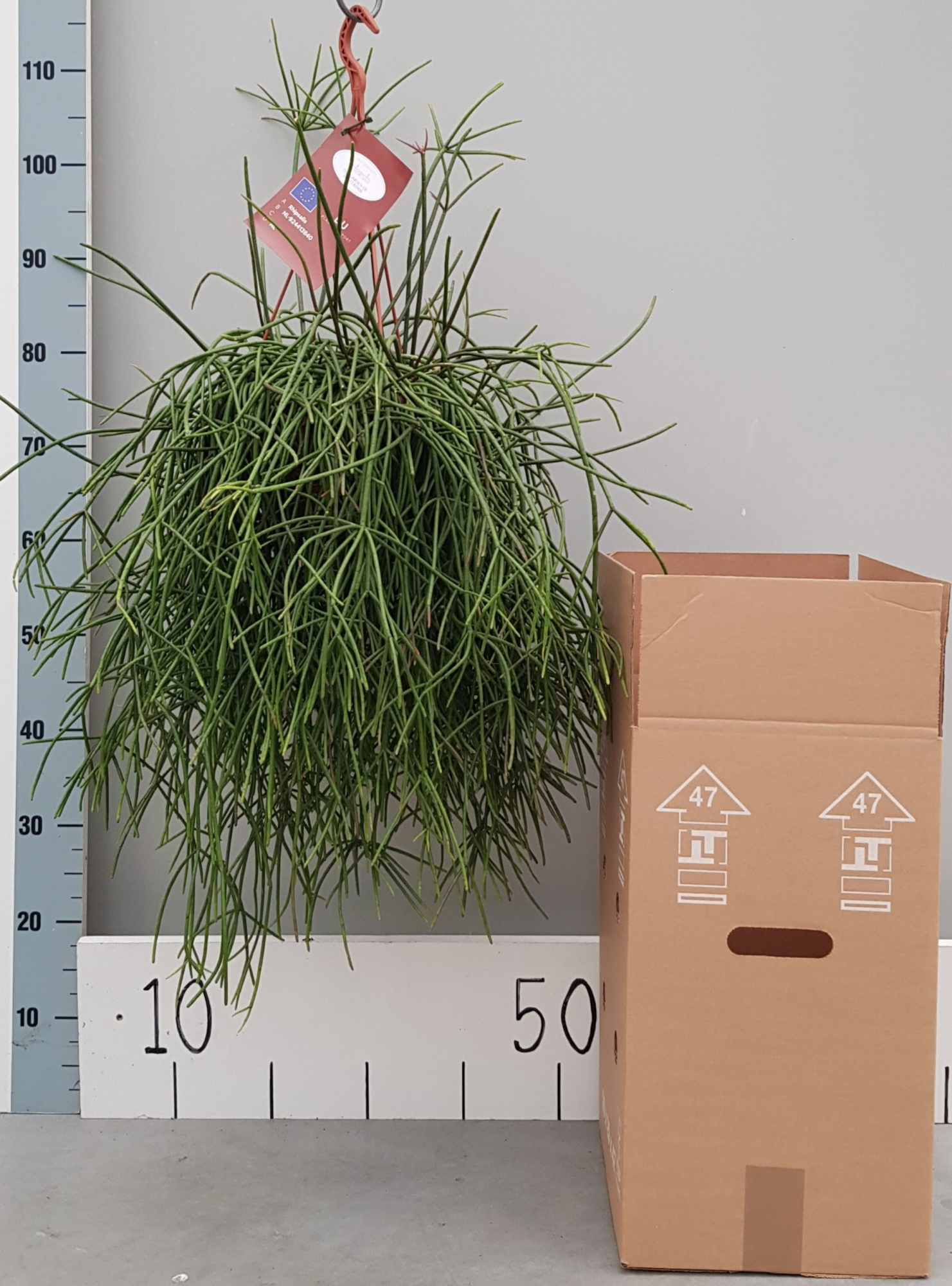 Rhipsalis Mauritiana 20cm, D 20