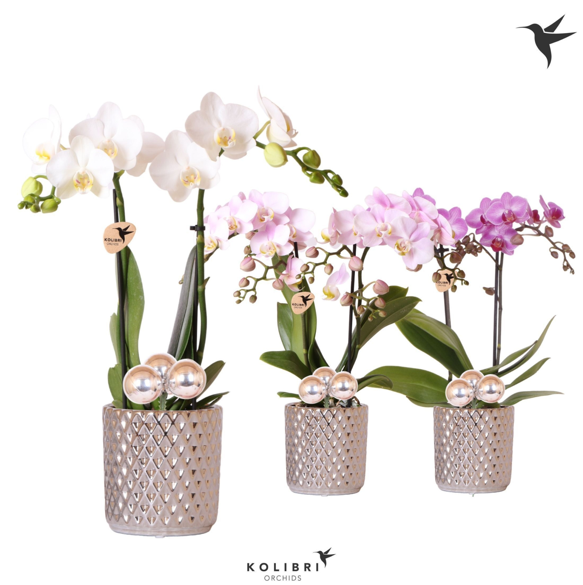 Kolibri Orchids Phalaenopsis 2 spike in Diamond pot silver Xmas, D 9 cm