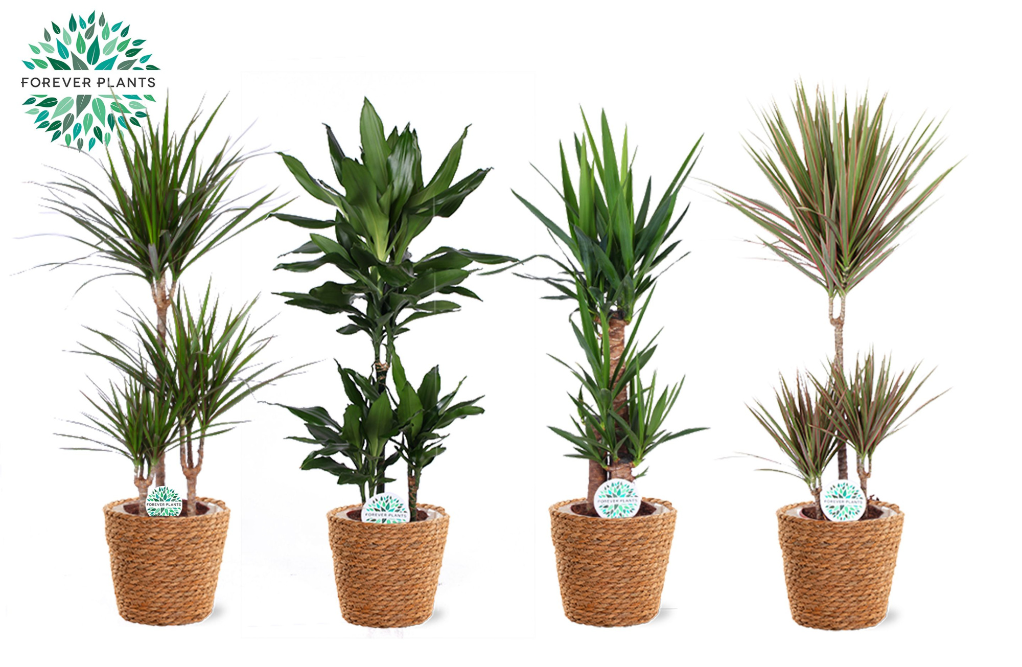 Groen Mix kamerplanten p21 in GABY mand, D 21