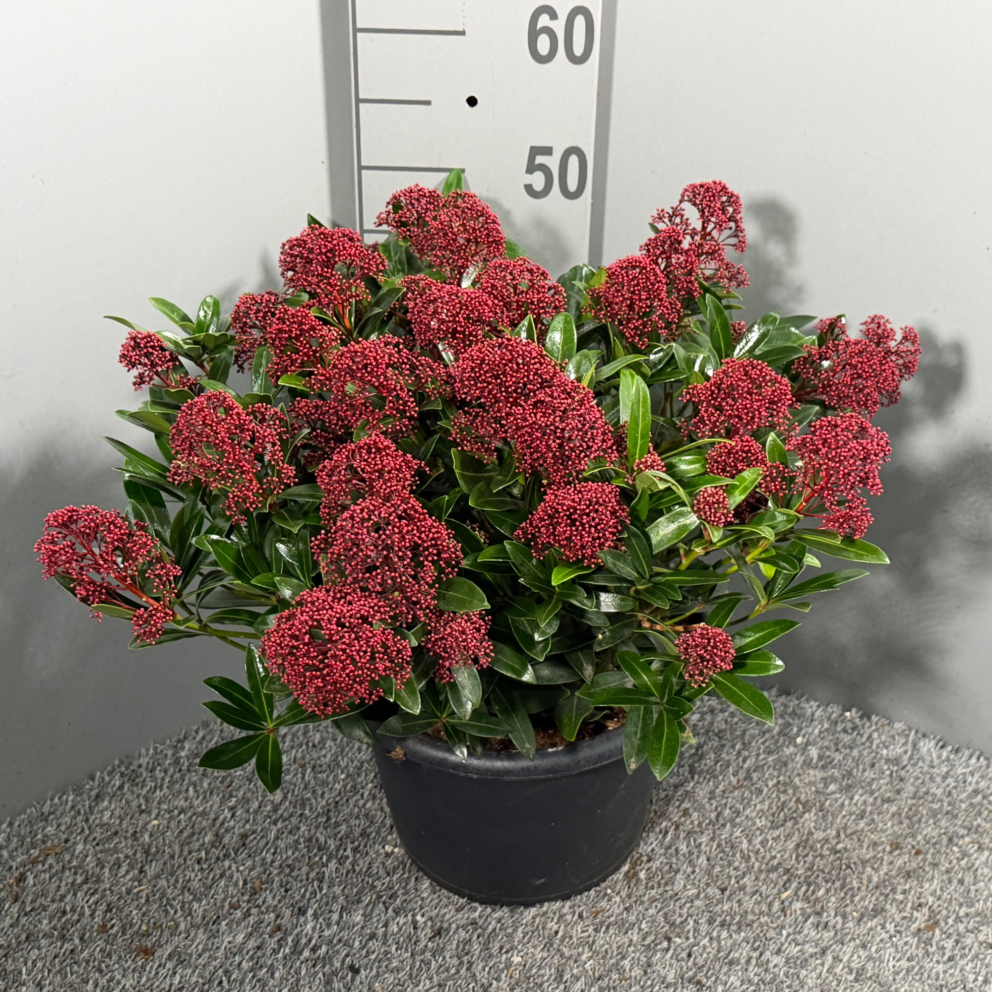 Skimmia japonica 'Rubesta', D 31