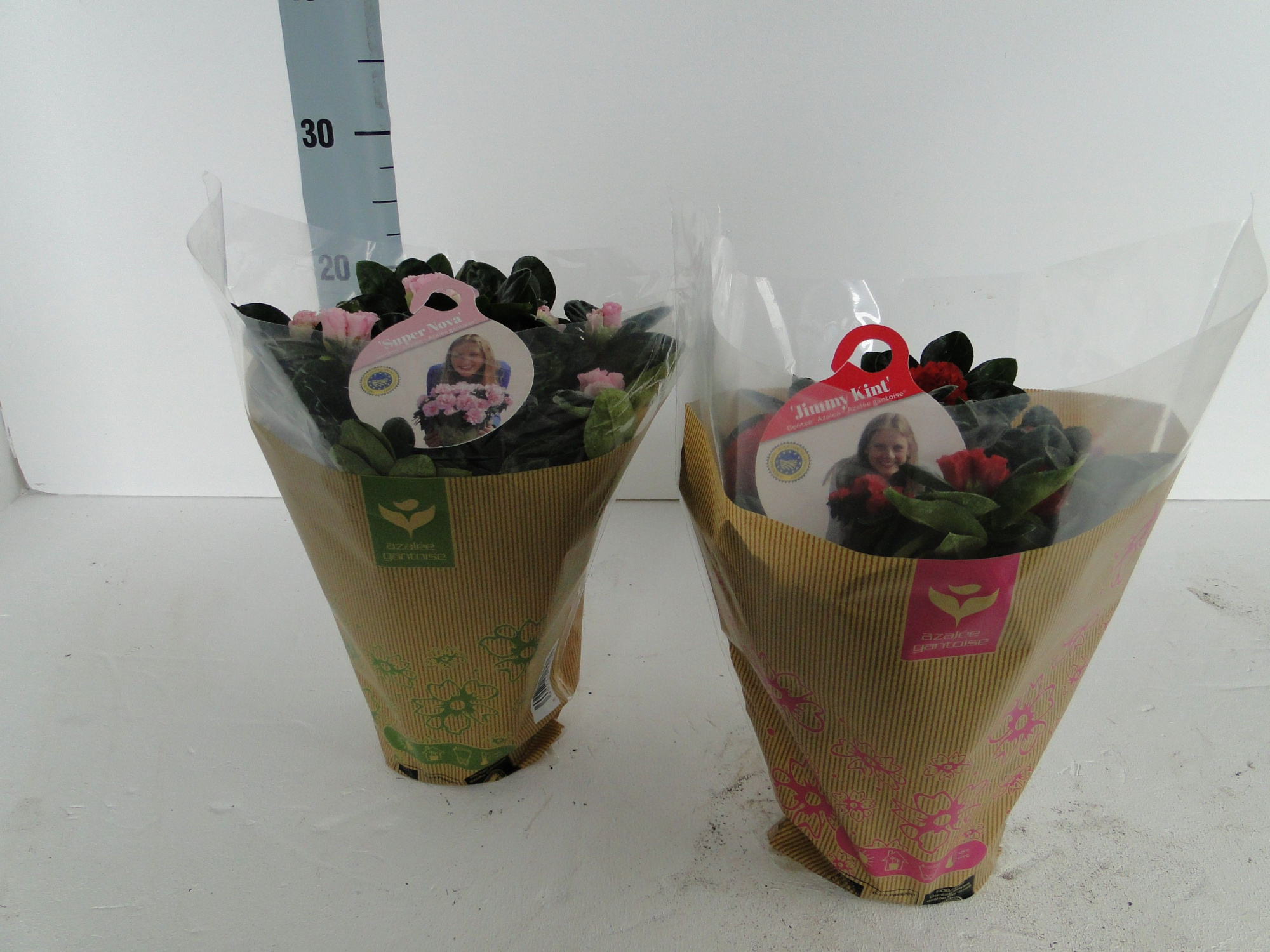 GHENT AZALEA YOUNG STARS POT 12 KRAFTHOES, D 12