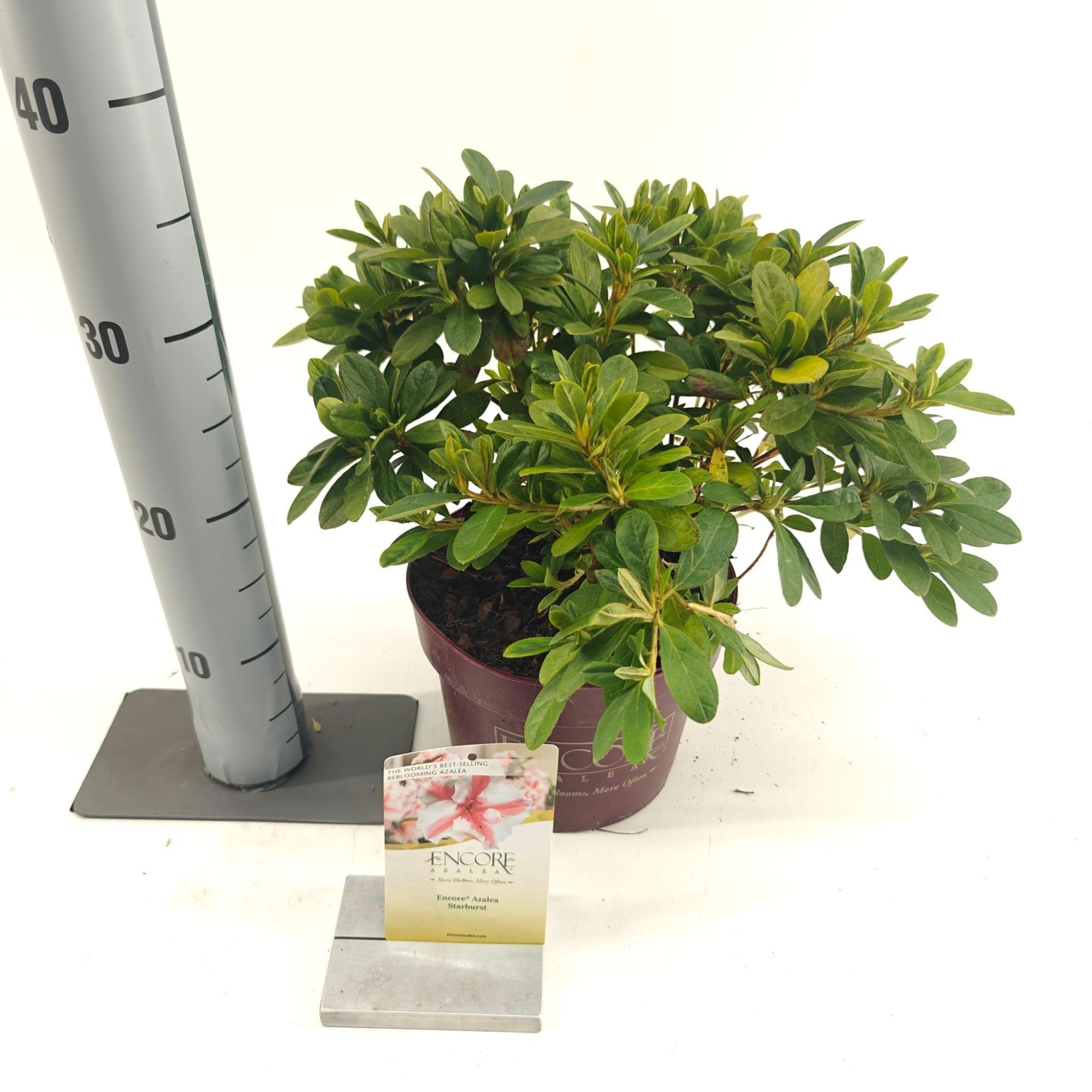 Rhododendron ENCORE® Autumn Starburst ('Robleze'PBR) nieuw, D 19