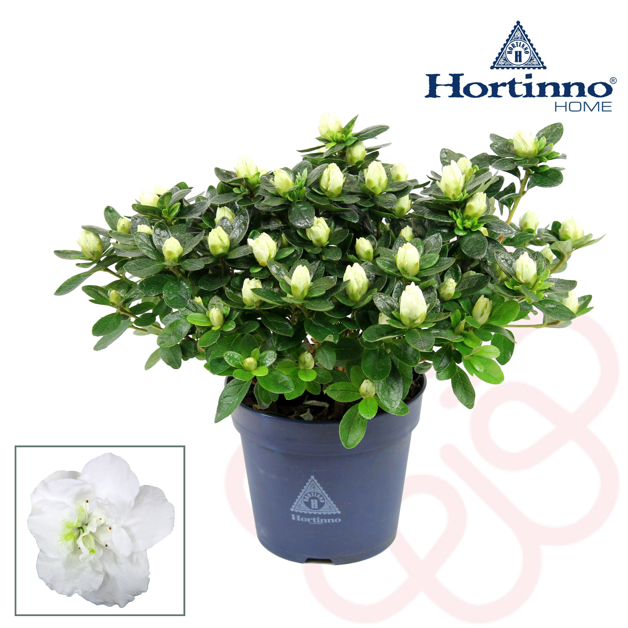 Hortinno® Home 'wit' 25 - 27 cm, D 13