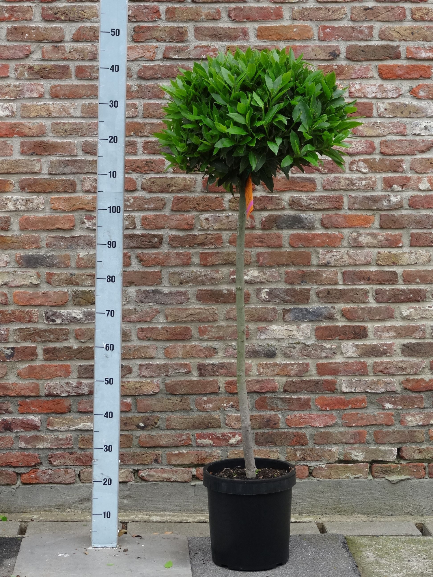 LAURUS NOBILIS BOL 3/4 STAM 45/50 P 25, D 25