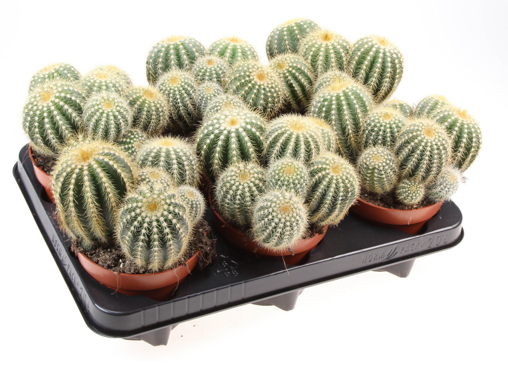 Notocactus Warassi, D 12